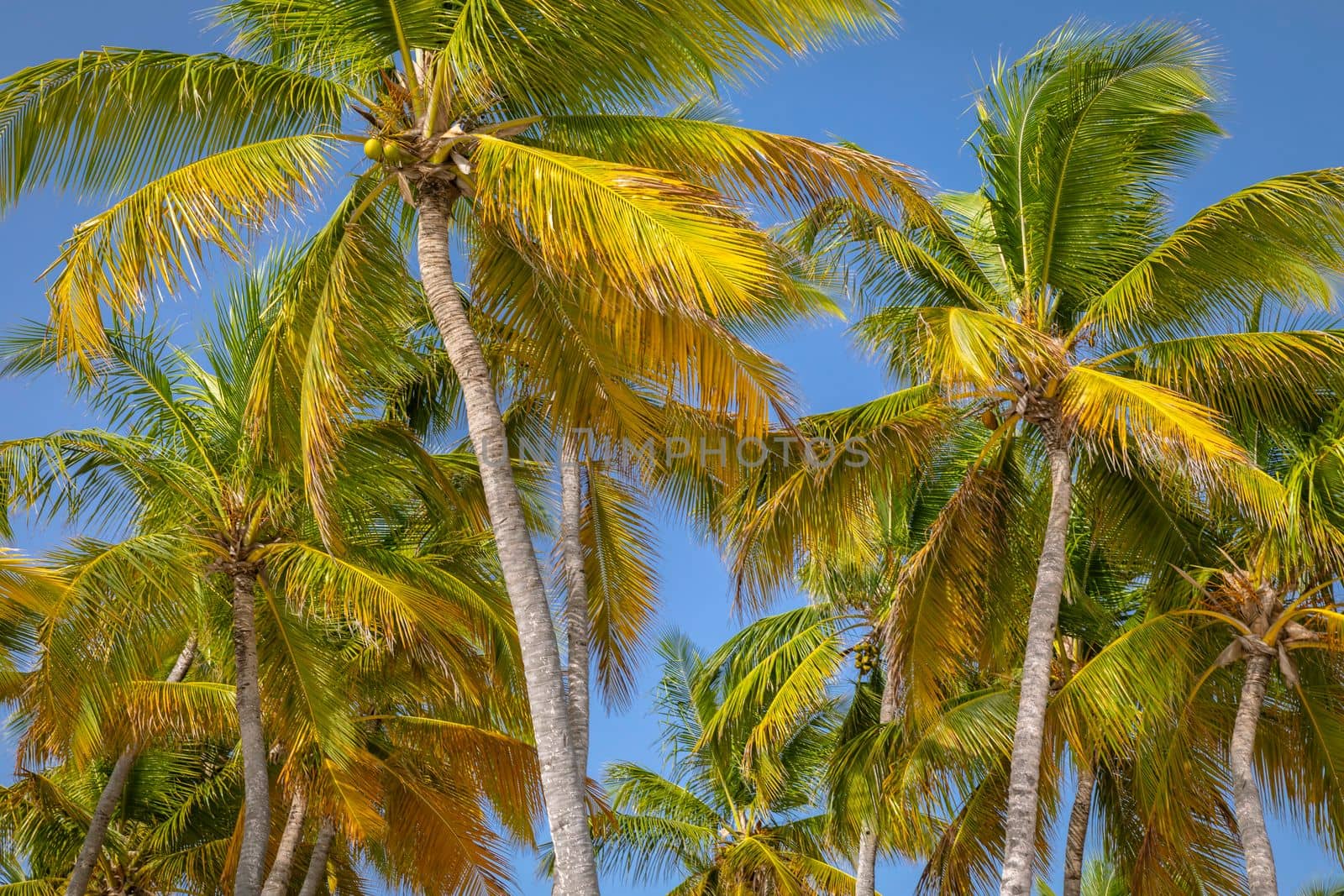 Tropical paradise, idyllic caribbean palm trees in Punta Cana at sunny day, Dominican Republic