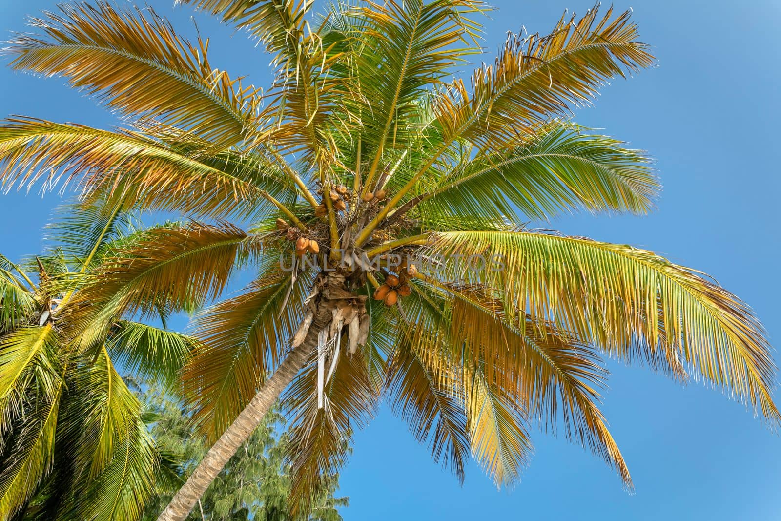 Tropical paradise, idyllic caribbean palm trees in Punta Cana at sunny day, Dominican Republic