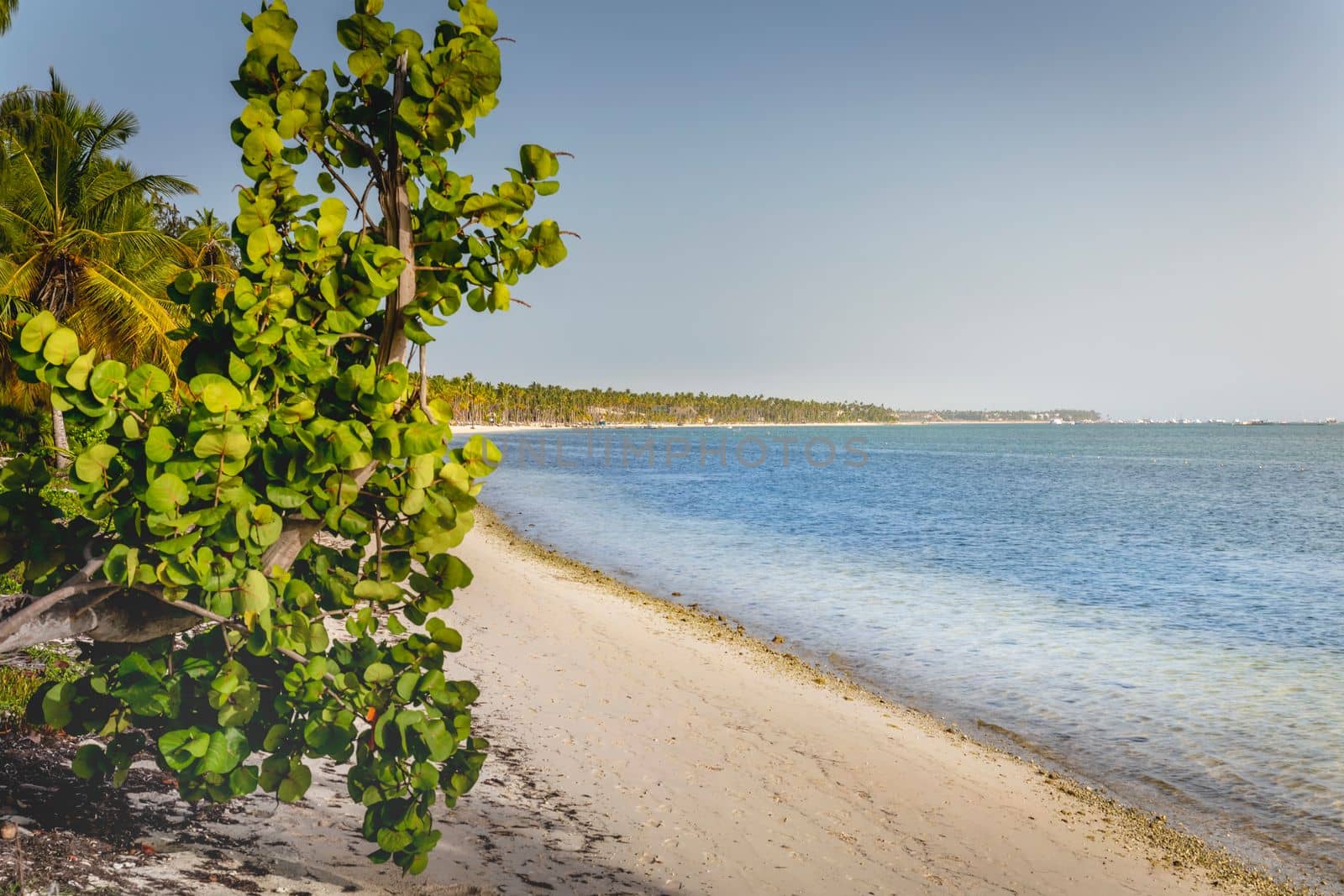 Palm tree and Tropical idyllic and secluded beach in Punta Cana, turquoise caribbean sea
