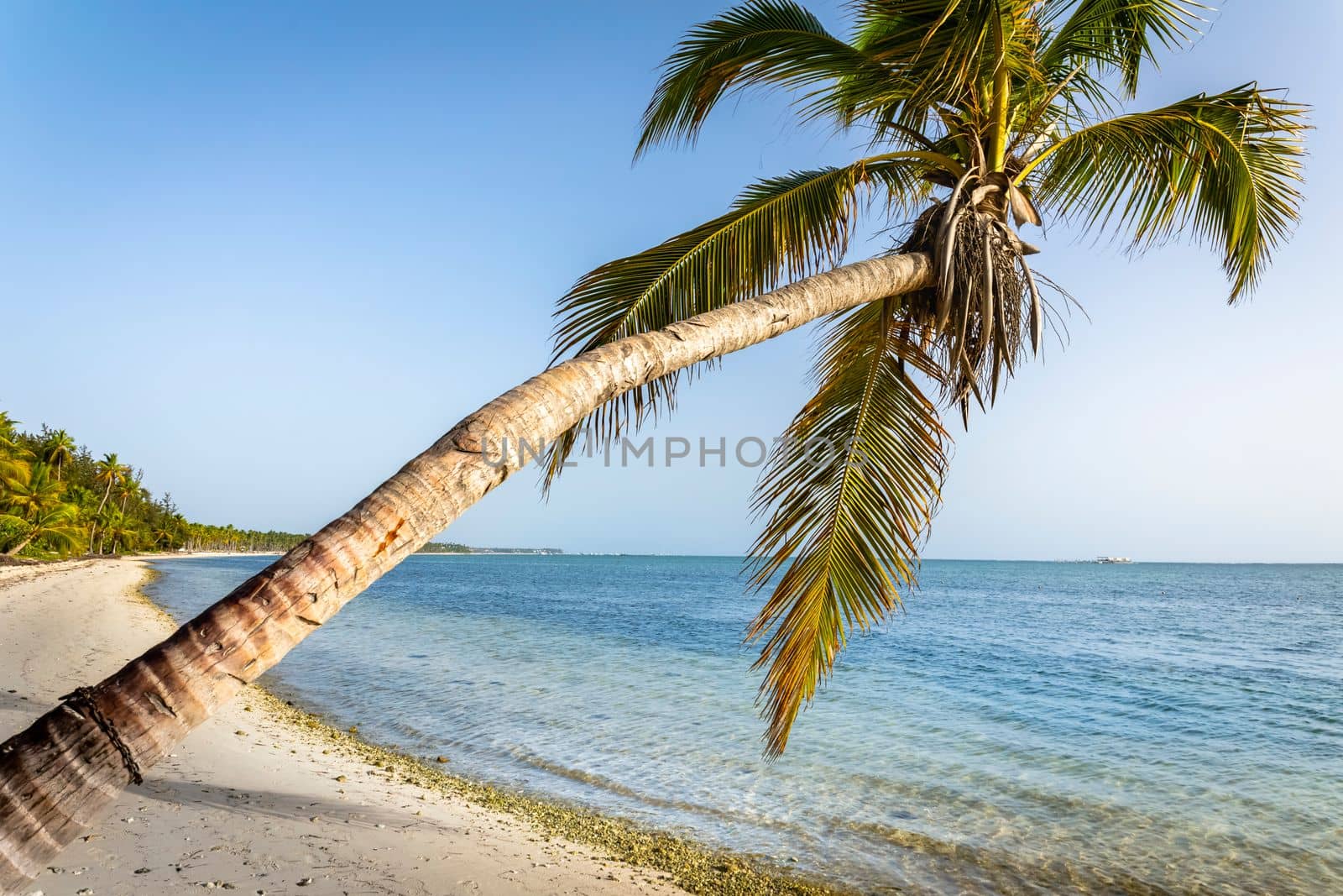 Palm tree and Tropical idyllic and secluded beach in Punta Cana, turquoise caribbean sea