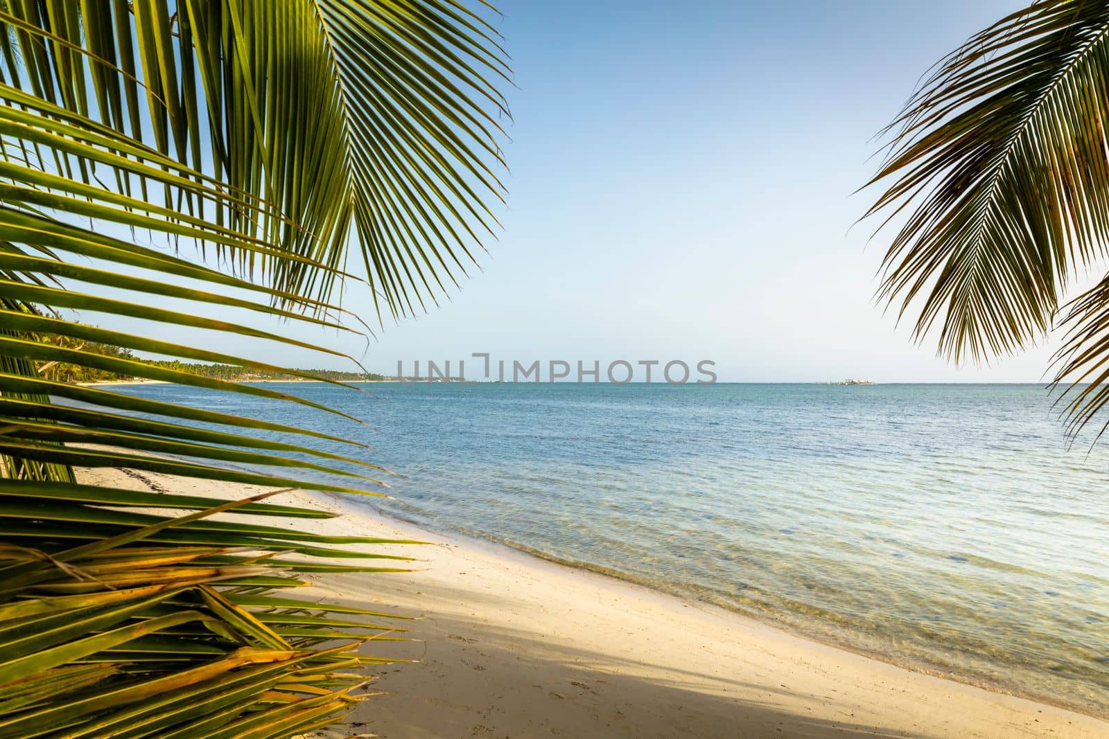 Palm tree and Tropical idyllic and secluded beach in Punta Cana, turquoise caribbean sea