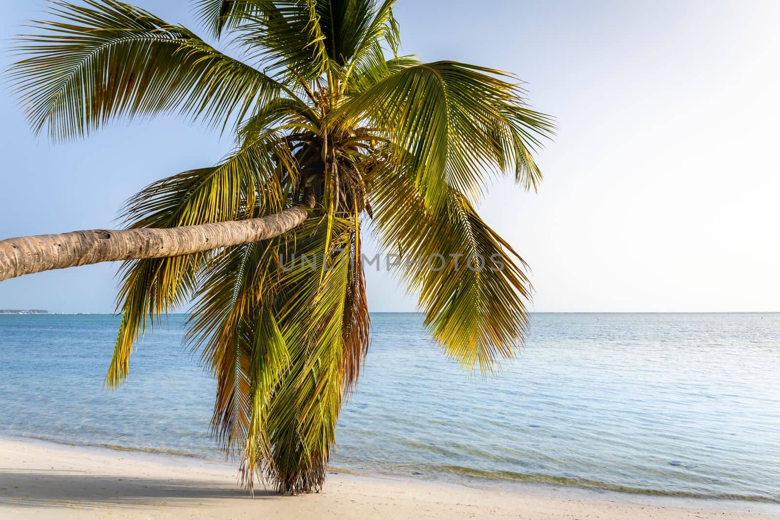 Palm tree and Tropical idyllic and secluded beach in Punta Cana, turquoise caribbean sea