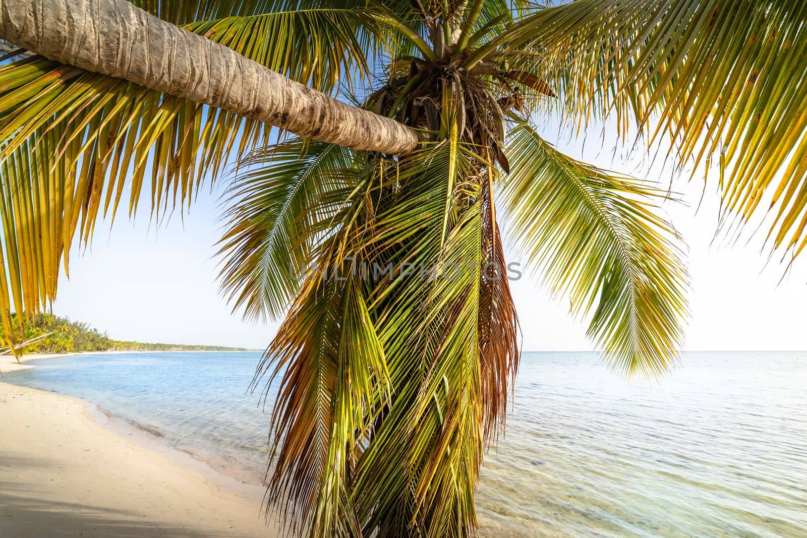 Palm tree and Tropical idyllic and secluded beach in Punta Cana, turquoise caribbean sea