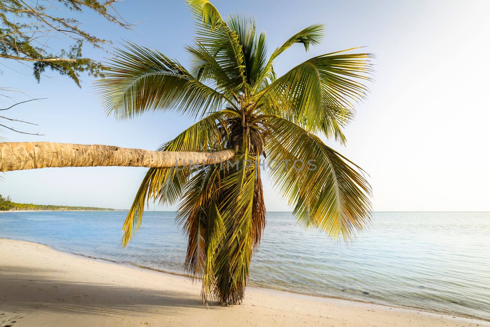 Palm tree and Tropical idyllic and secluded beach in Punta Cana, turquoise caribbean sea