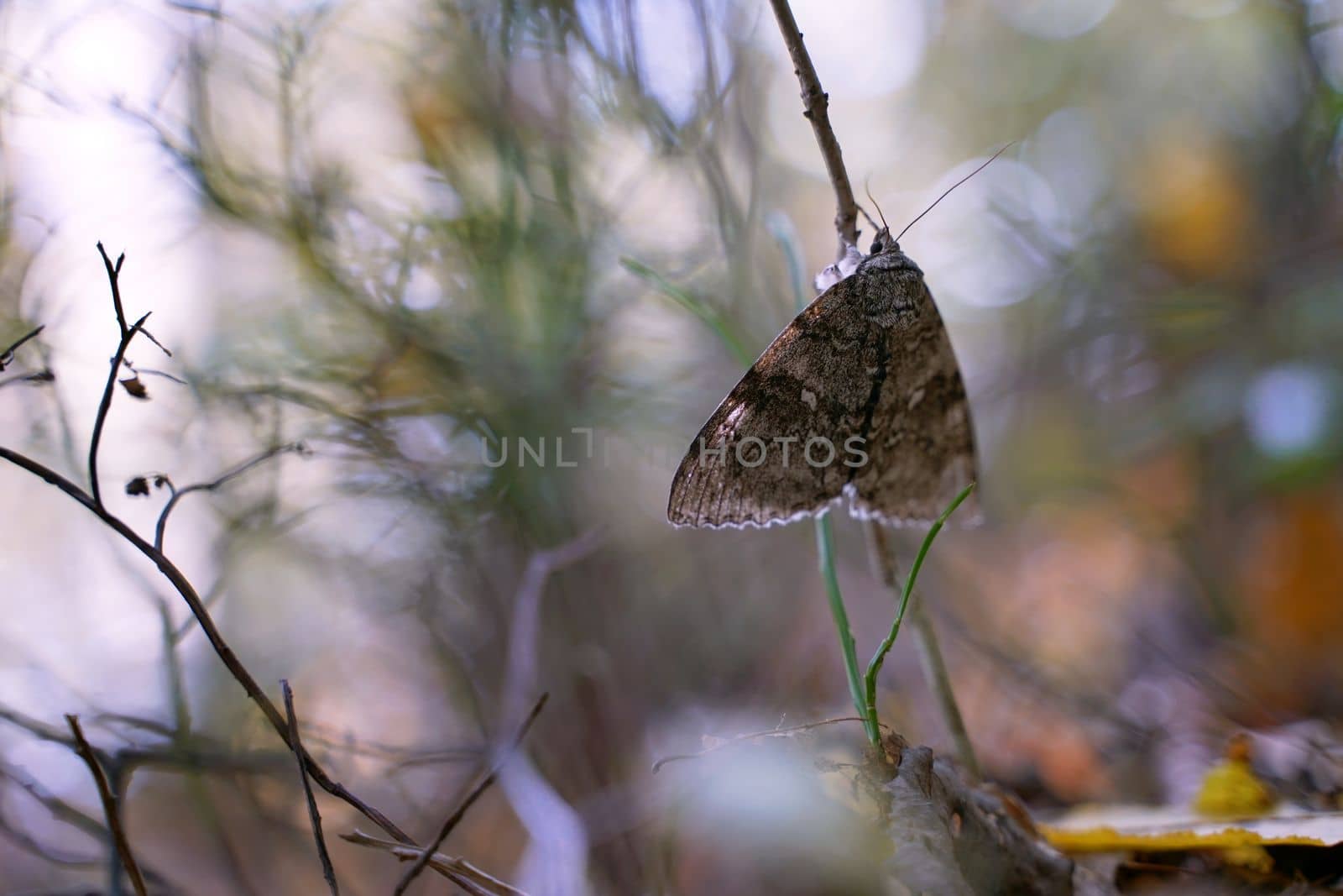 Beautiful brocade moth or Lacanobia contigua in the sleepy autumn forest