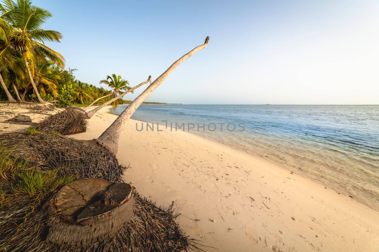 Palm trees and Tropical idyllic and secluded beach in Punta Cana, turquoise caribbean sea