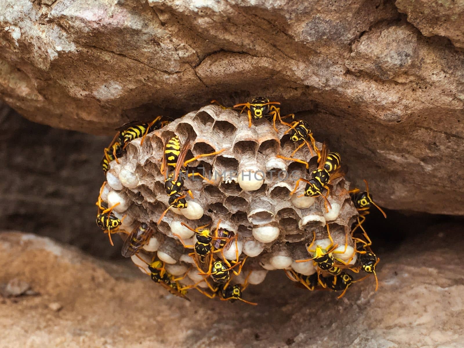 Close up shot of a wasps nest with a swarming hive.  by WeWander