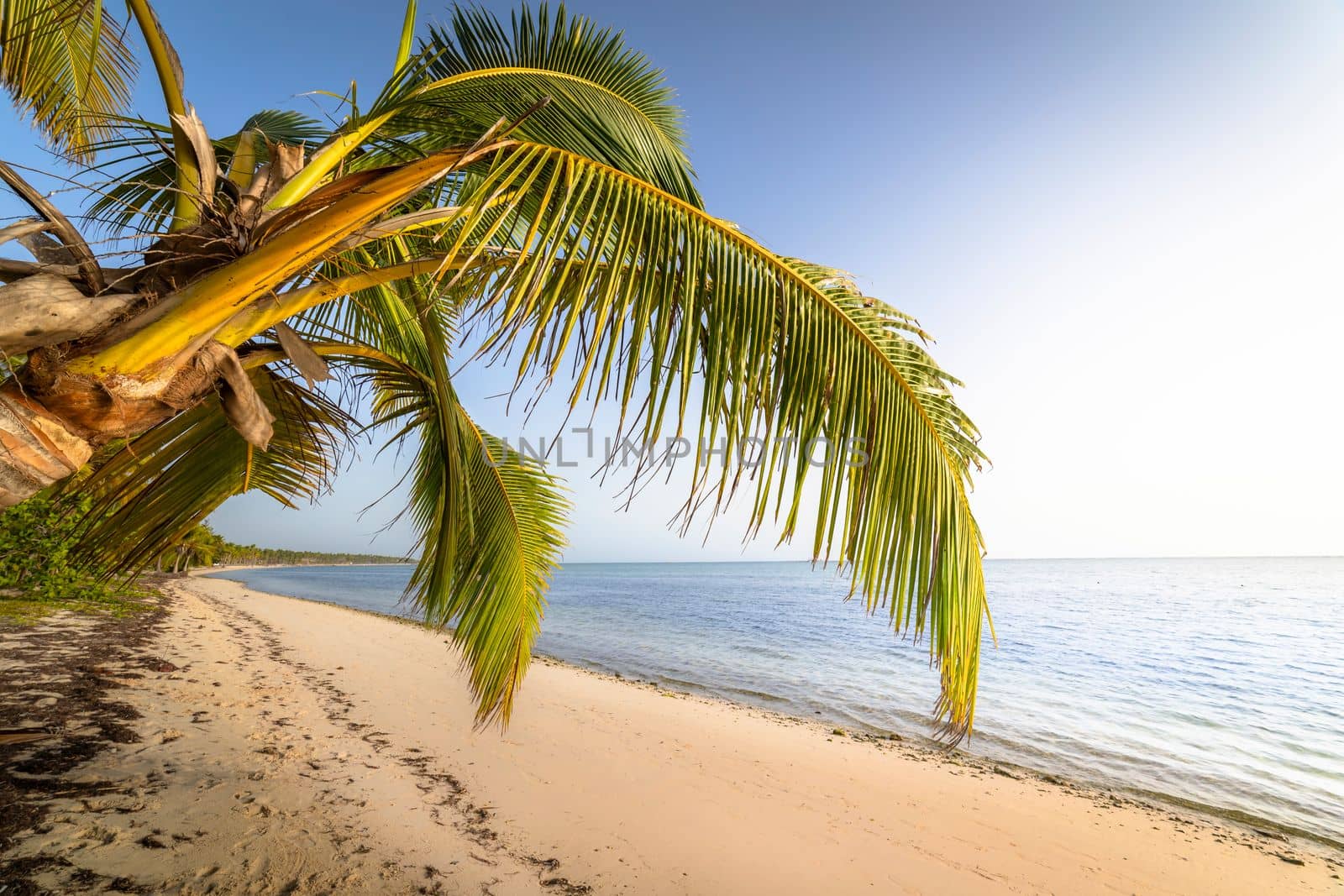 Palm tree and Tropical idyllic and secluded beach in Punta Cana, turquoise caribbean sea