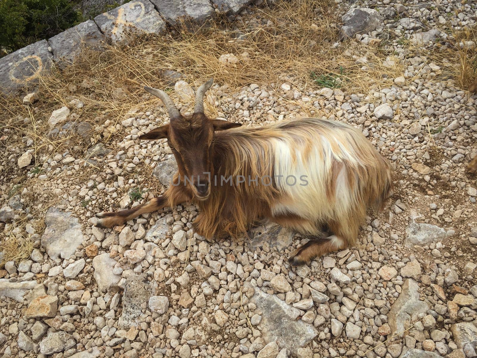 Goats hanging out in the mountainside in the summer in kotor montenegro europe. High quality photo