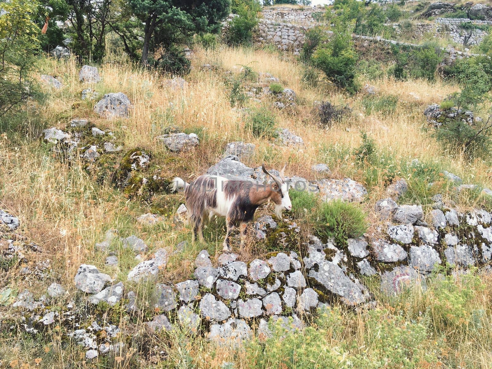 Goats hanging out in the mountainside in the summer in kotor montenegro europe by WeWander