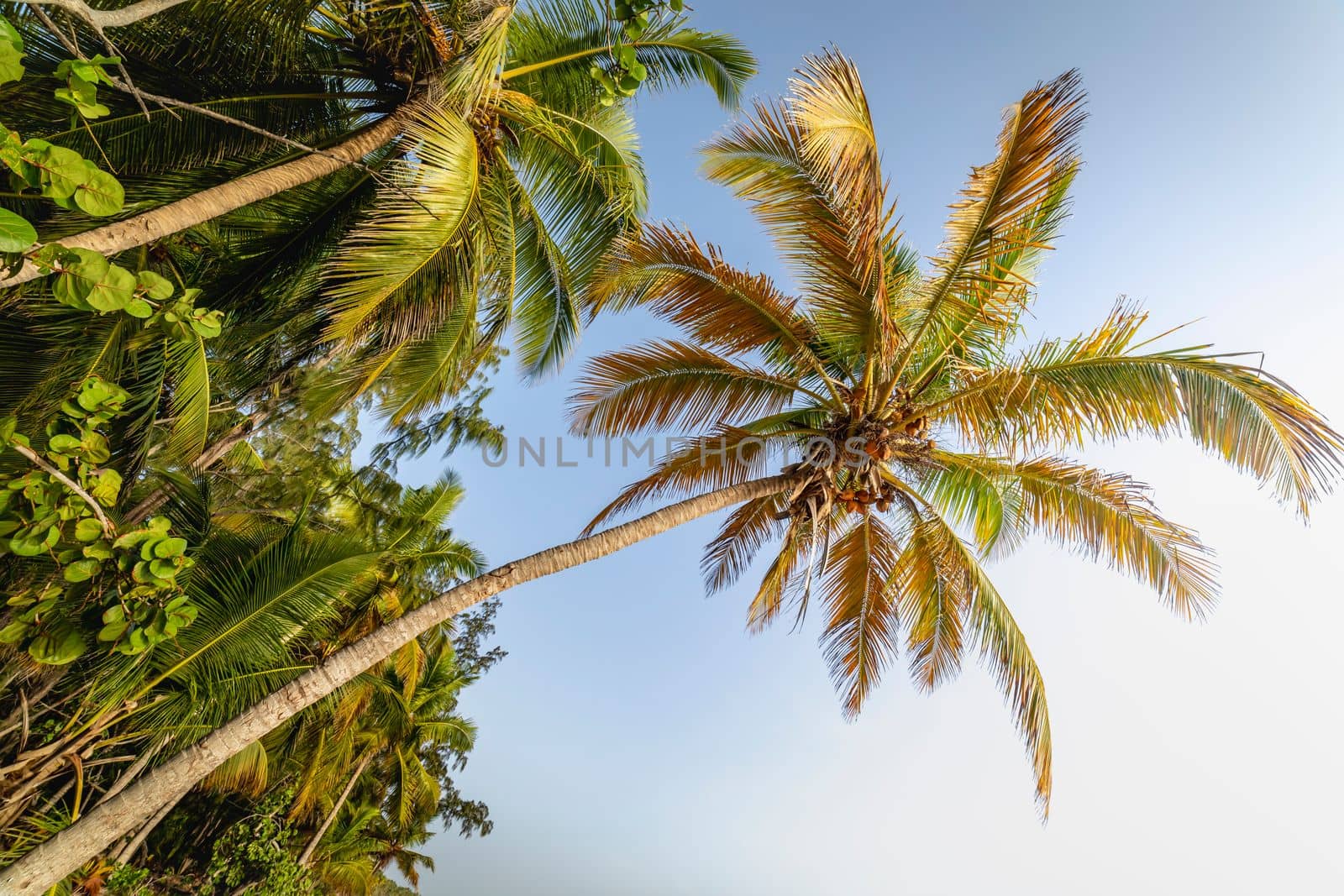 Tropical paradise, idyllic caribbean palm trees in Punta Cana at sunny day, Dominican Republic