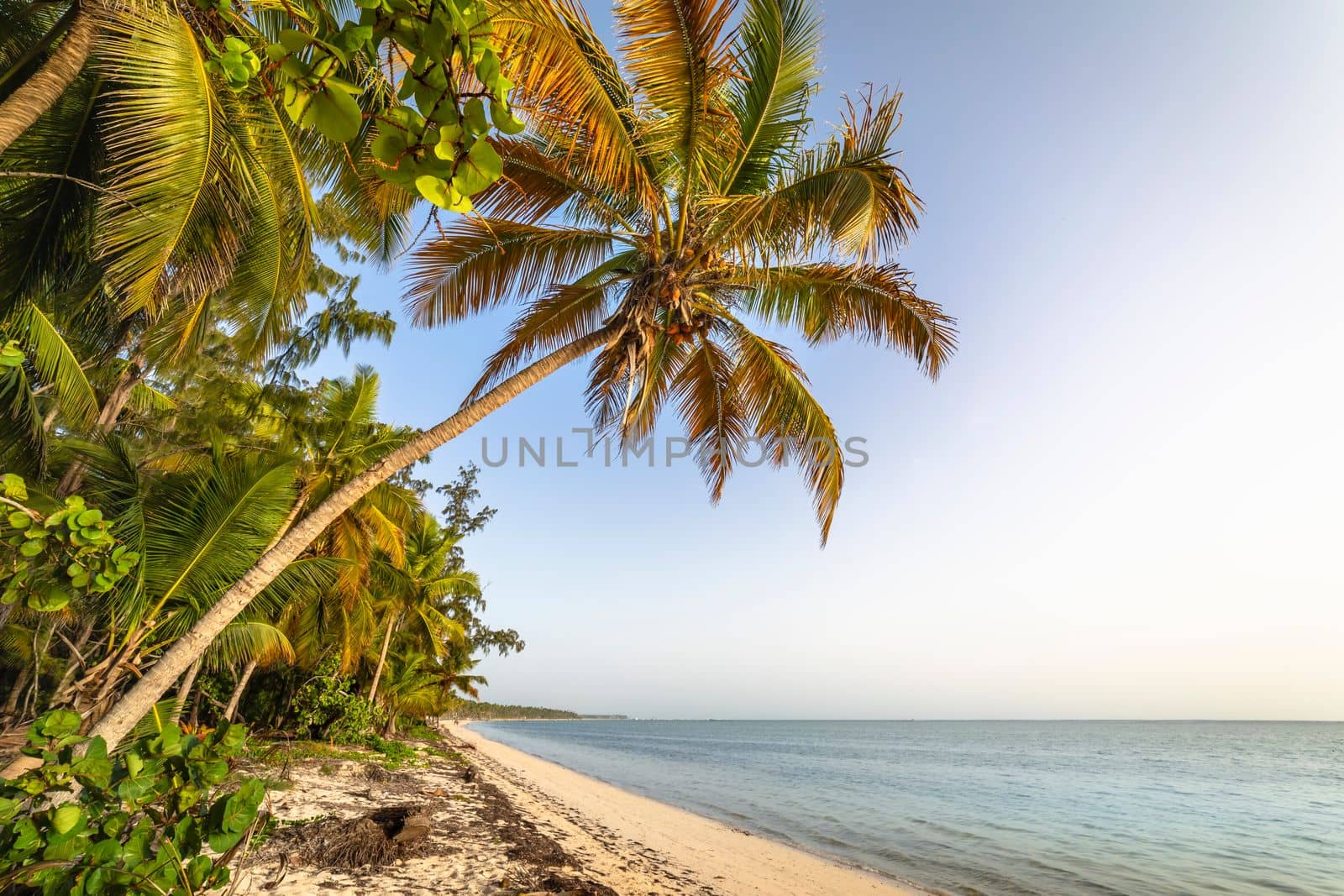 Palm tree and Tropical idyllic and secluded beach in Punta Cana, turquoise caribbean sea