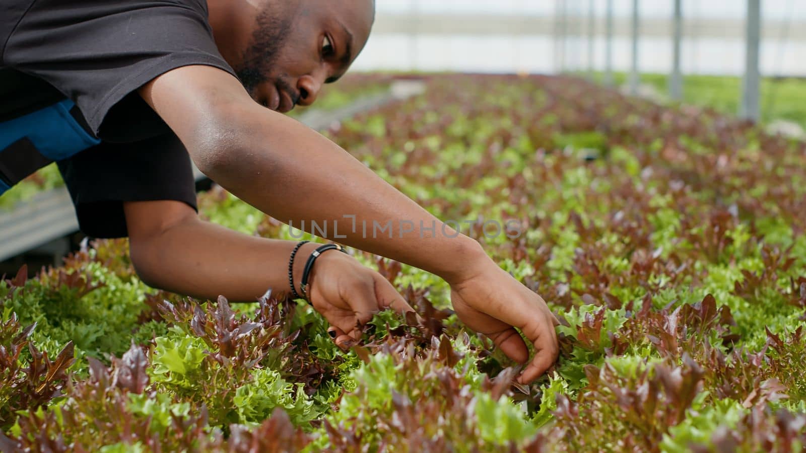 Closeup on african american man hands inspecting plants doing quality control looking at seedlings for damaged leaves. Organic farm worker inspecting bio lettuce sprouts for best quality crops.