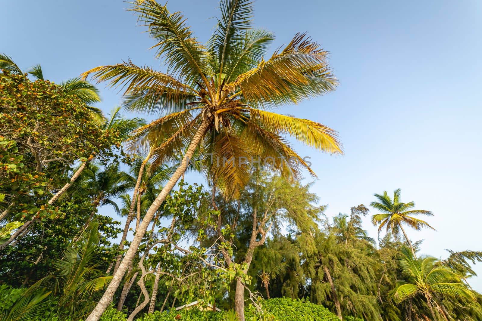 Tropical paradise, idyllic caribbean palm trees in Punta Cana at sunny day, Dominican Republic