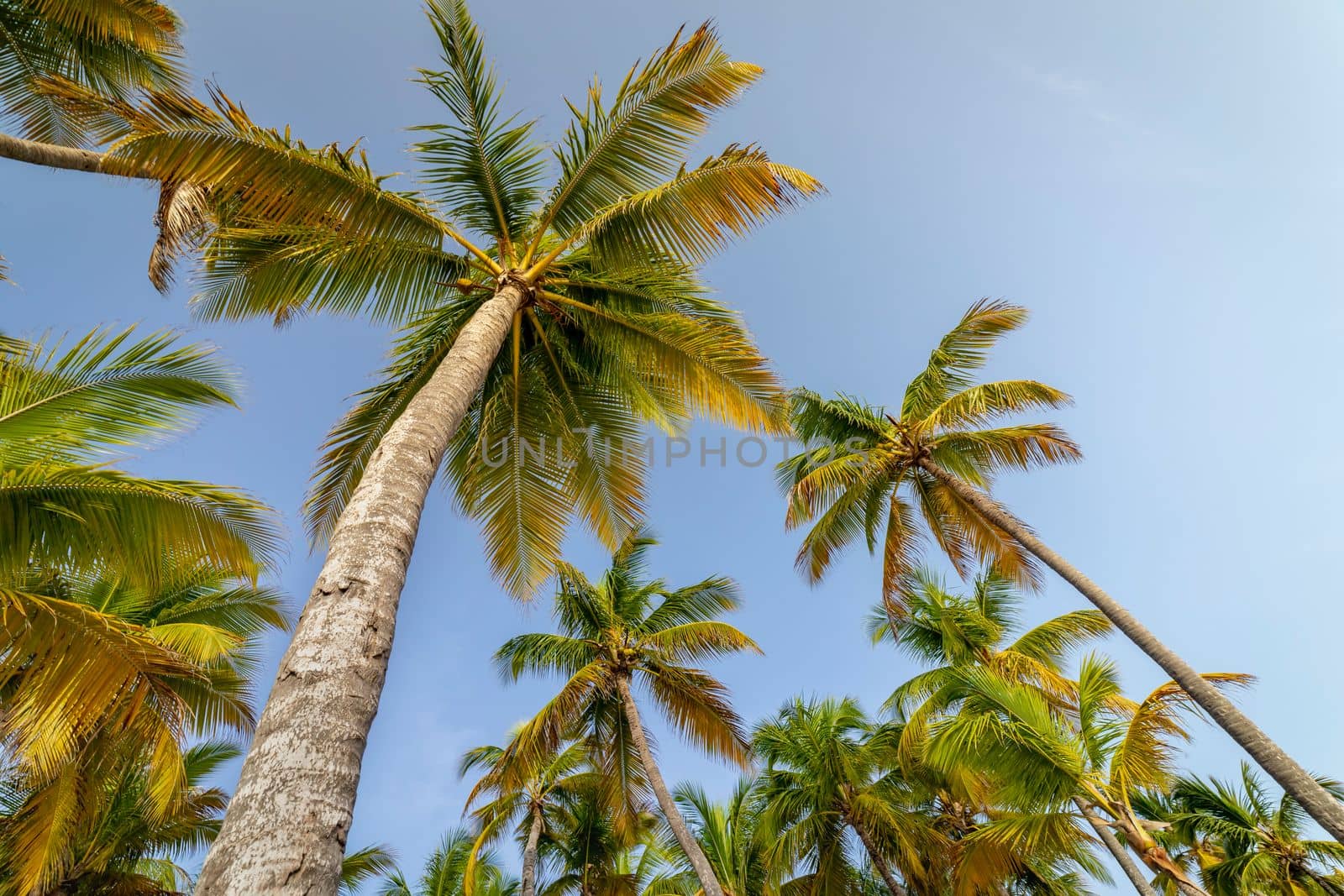 Tropical paradise, idyllic caribbean palm trees in Punta Cana at sunny day, Dominican Republic