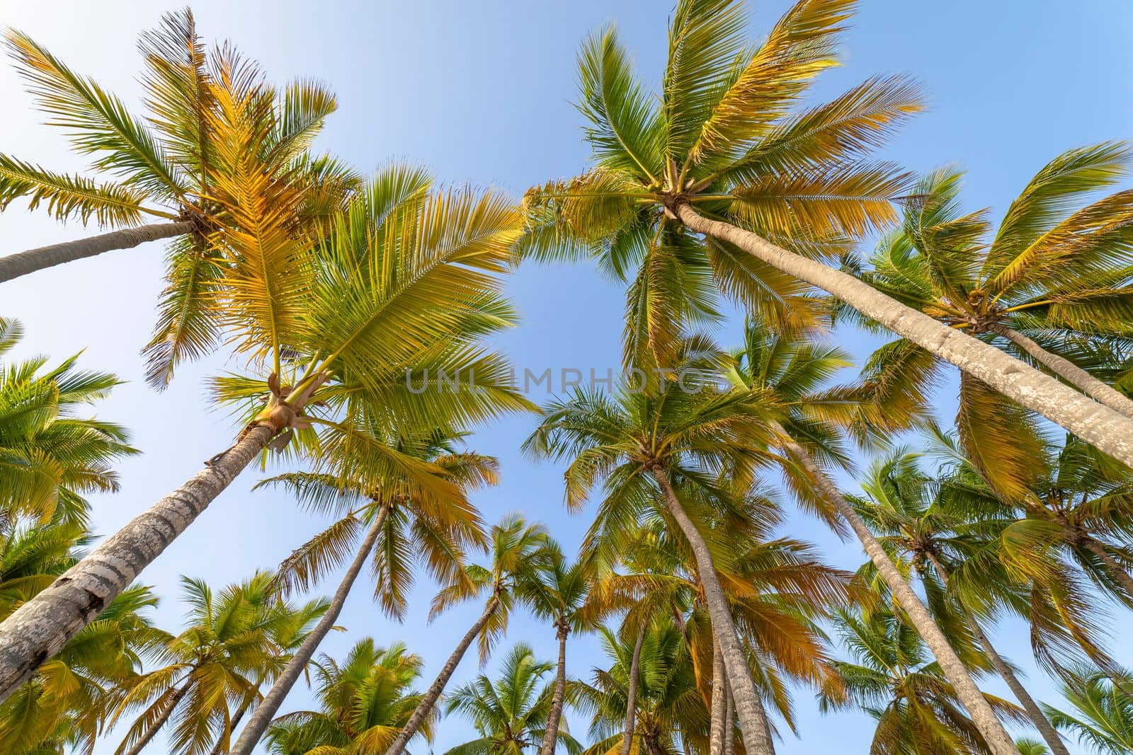 Tropical paradise, idyllic caribbean palm trees in Punta Cana at sunny day, Dominican Republic