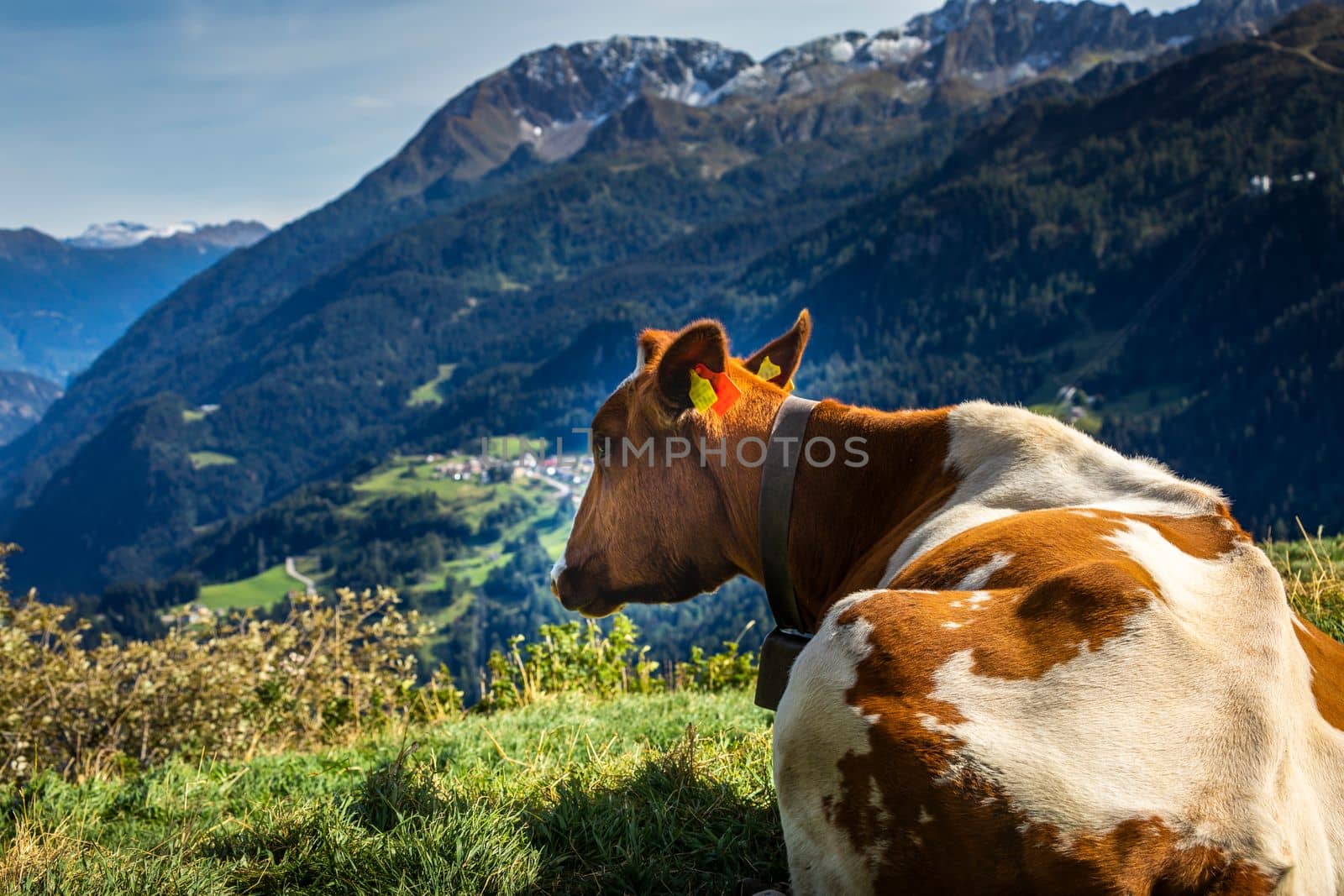 Alpine cows in Engadine valley at sunny springtime, Swiss Alps, Switzerland