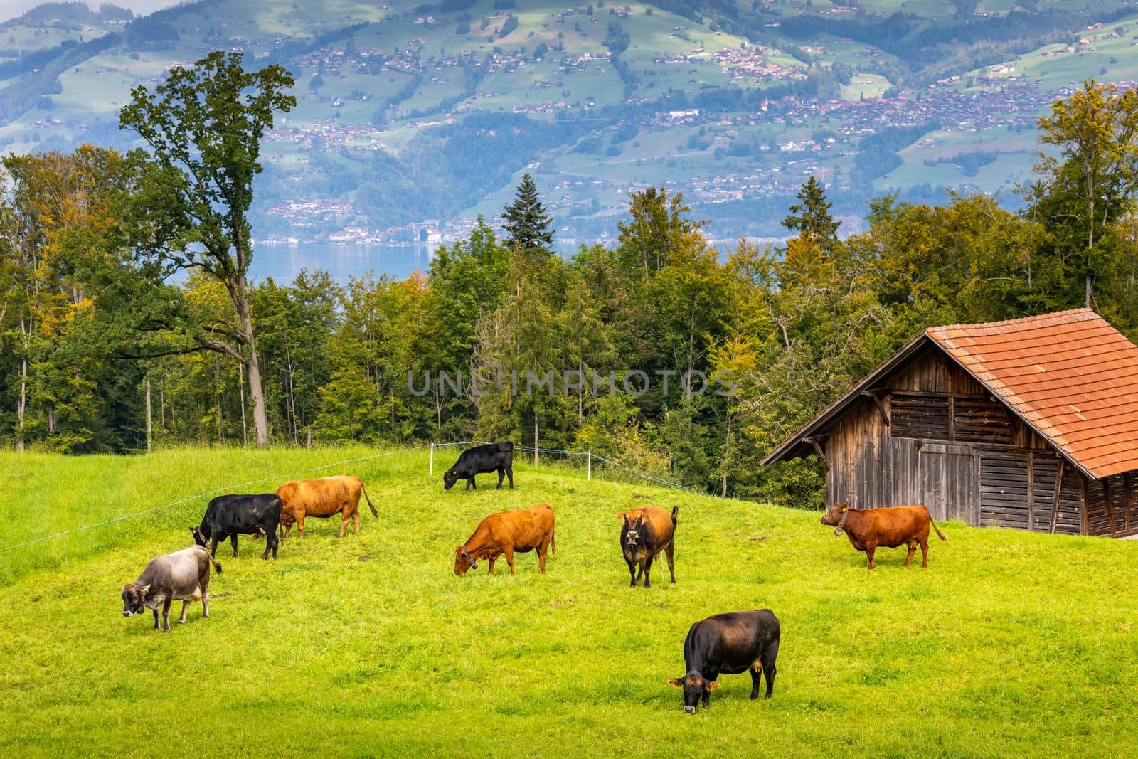 View of Bernese Swiss alps and alpine farm with cows, Switzerland