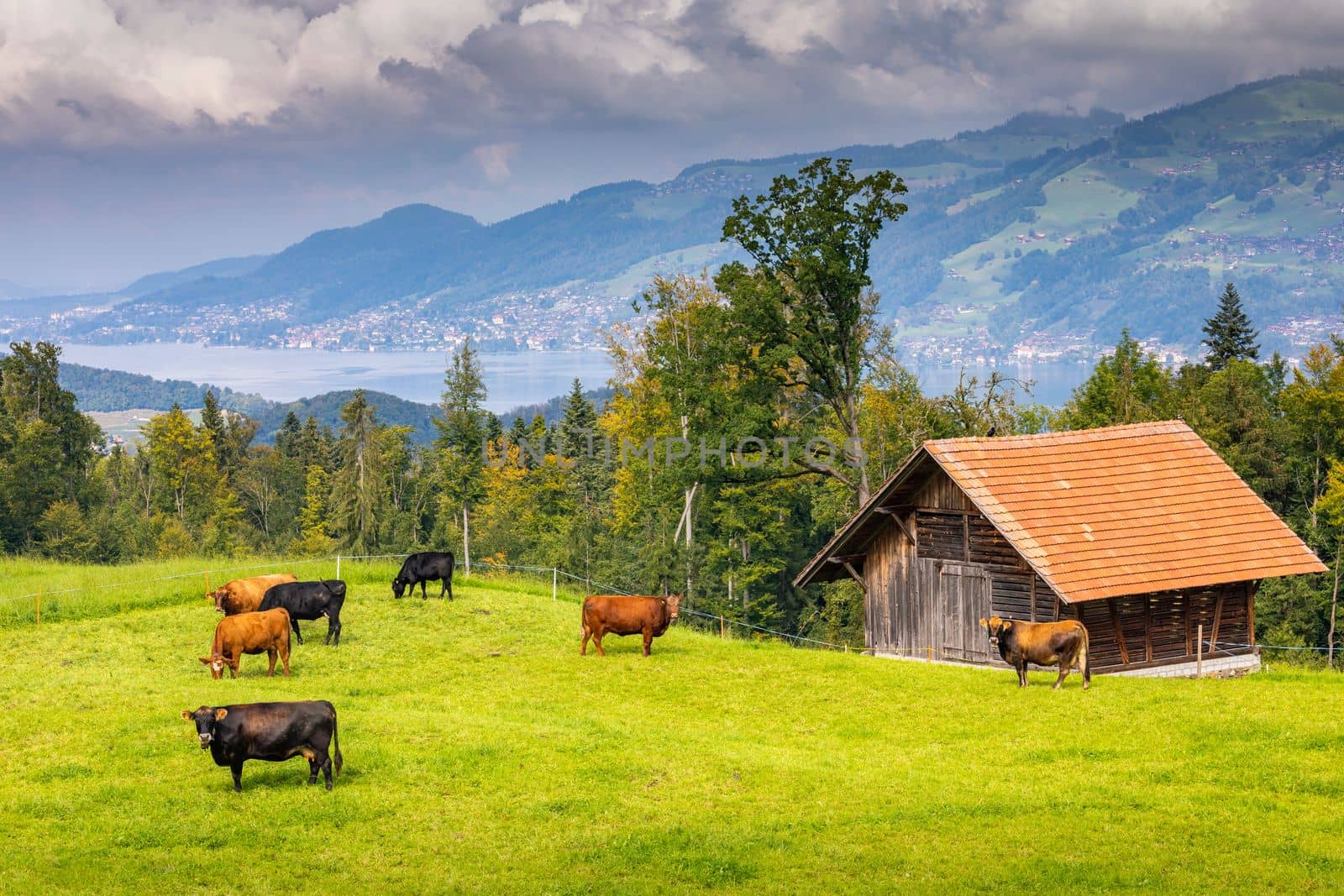 View of Bernese Swiss alps and alpine farm with cows, Switzerland