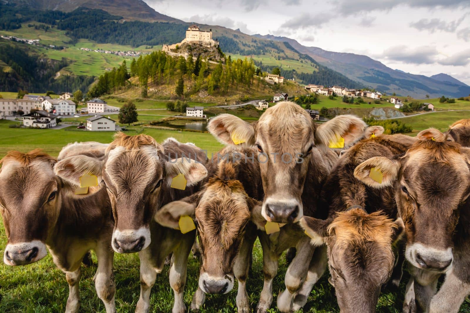 Cows herding and looking at camera, Idyllic landscape of Scuol Tarasp village at sunrise, Engadine, Swiss Alps, Switzerland