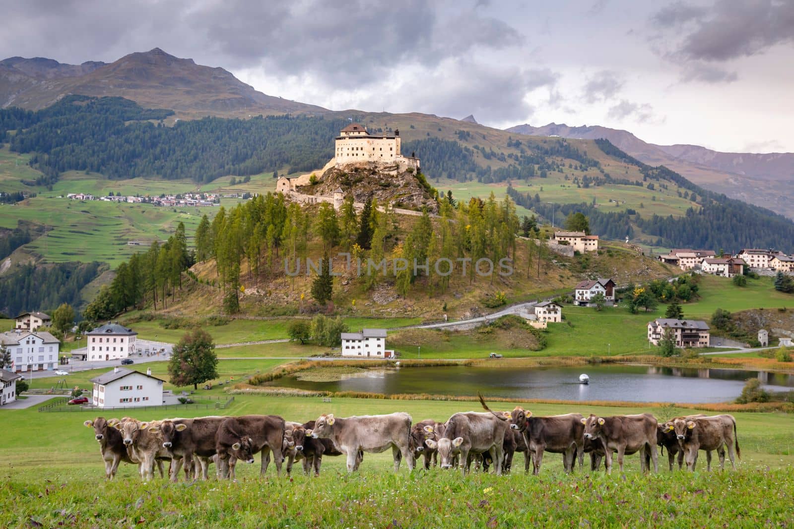 Cows herding and looking at camera, Idyllic landscape of Scuol Tarasp village at sunrise, Engadine, Swiss Alps, Switzerland