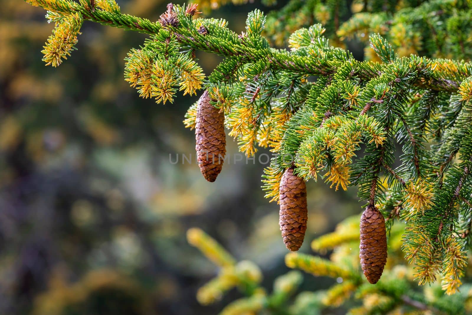 Detail of Pinus mugo close up of pine tree branch in swiss alps, Switzerland