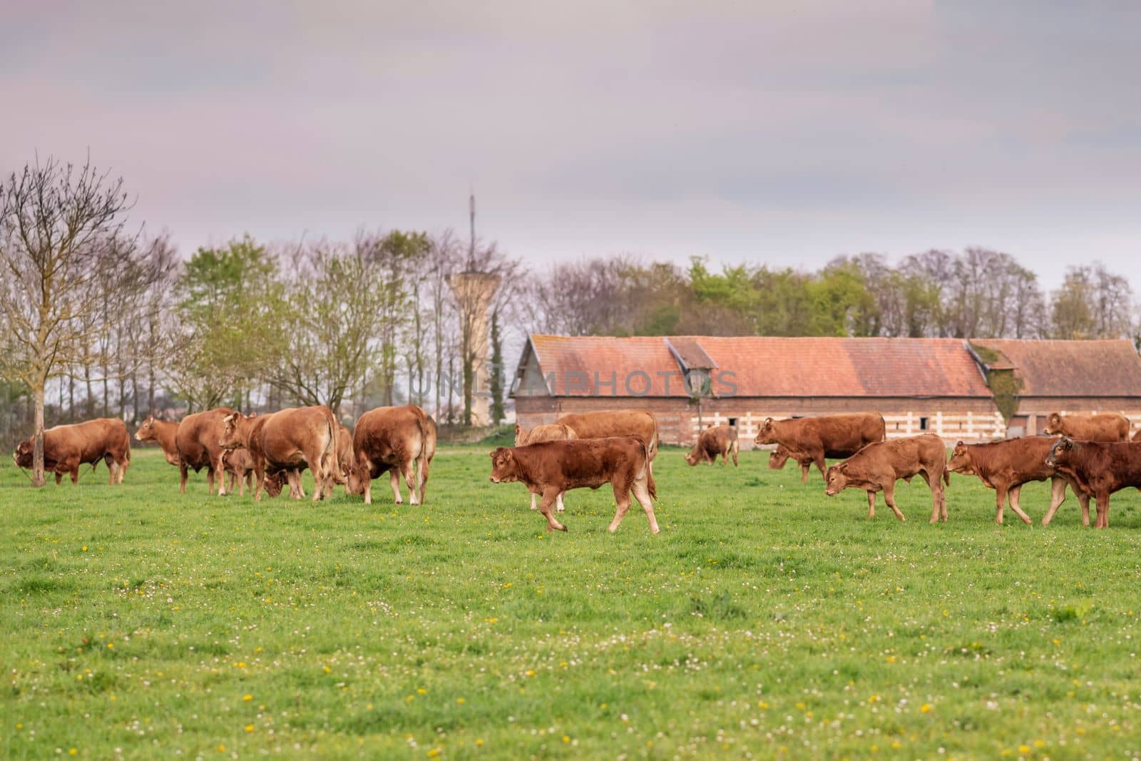 Brown cows graze on a field in France