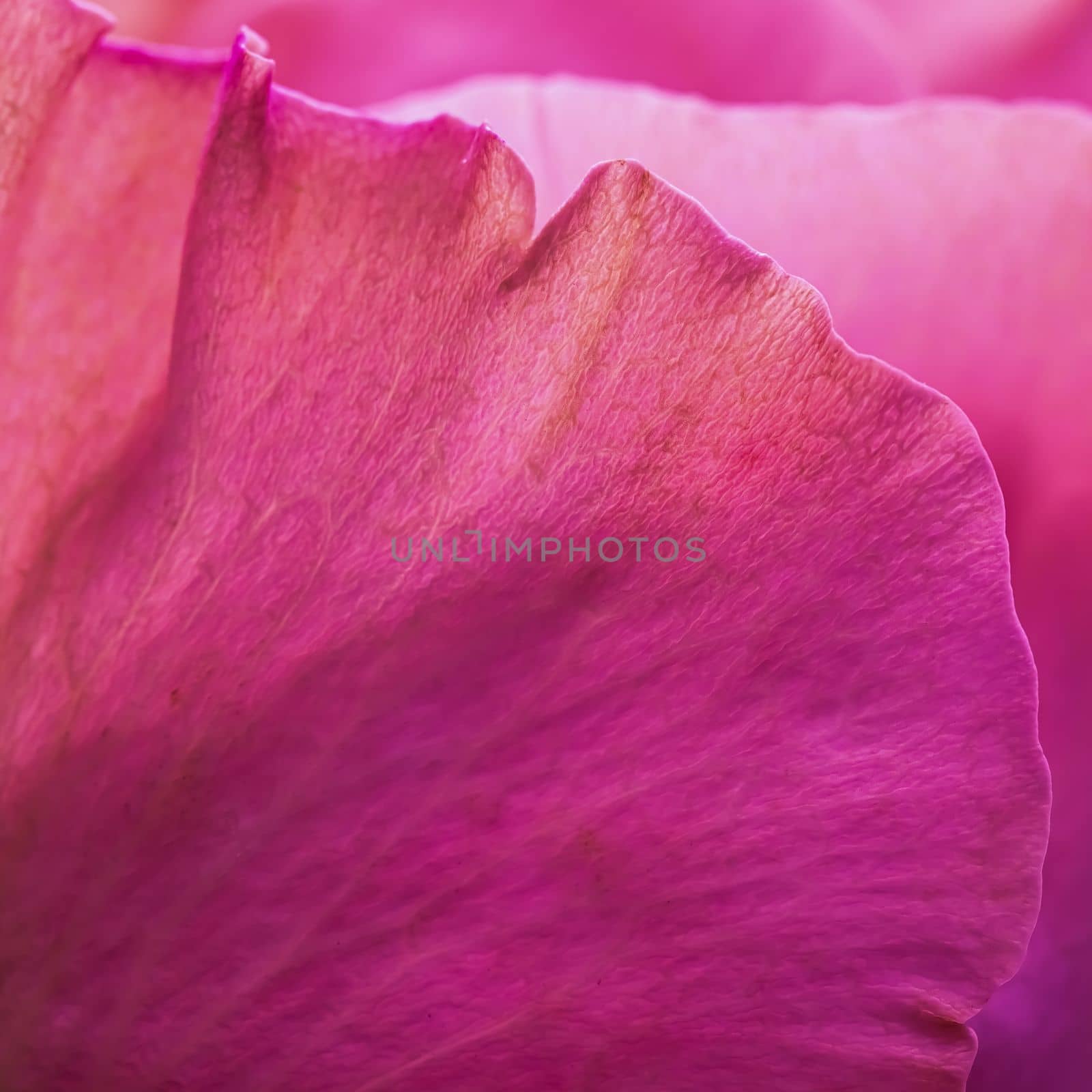 Abstract floral background, purple rose flower petals, soft focus. Macro flowers backdrop for holiday brand design