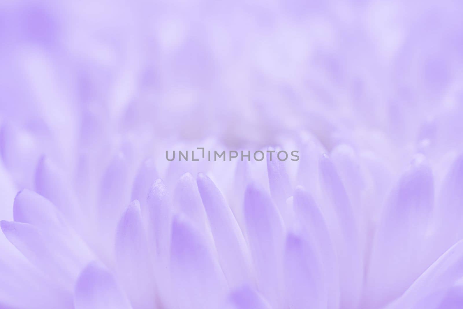 Abstract floral background, white violet daisy flower petals. Macro flowers backdrop for holiday design. Soft focus