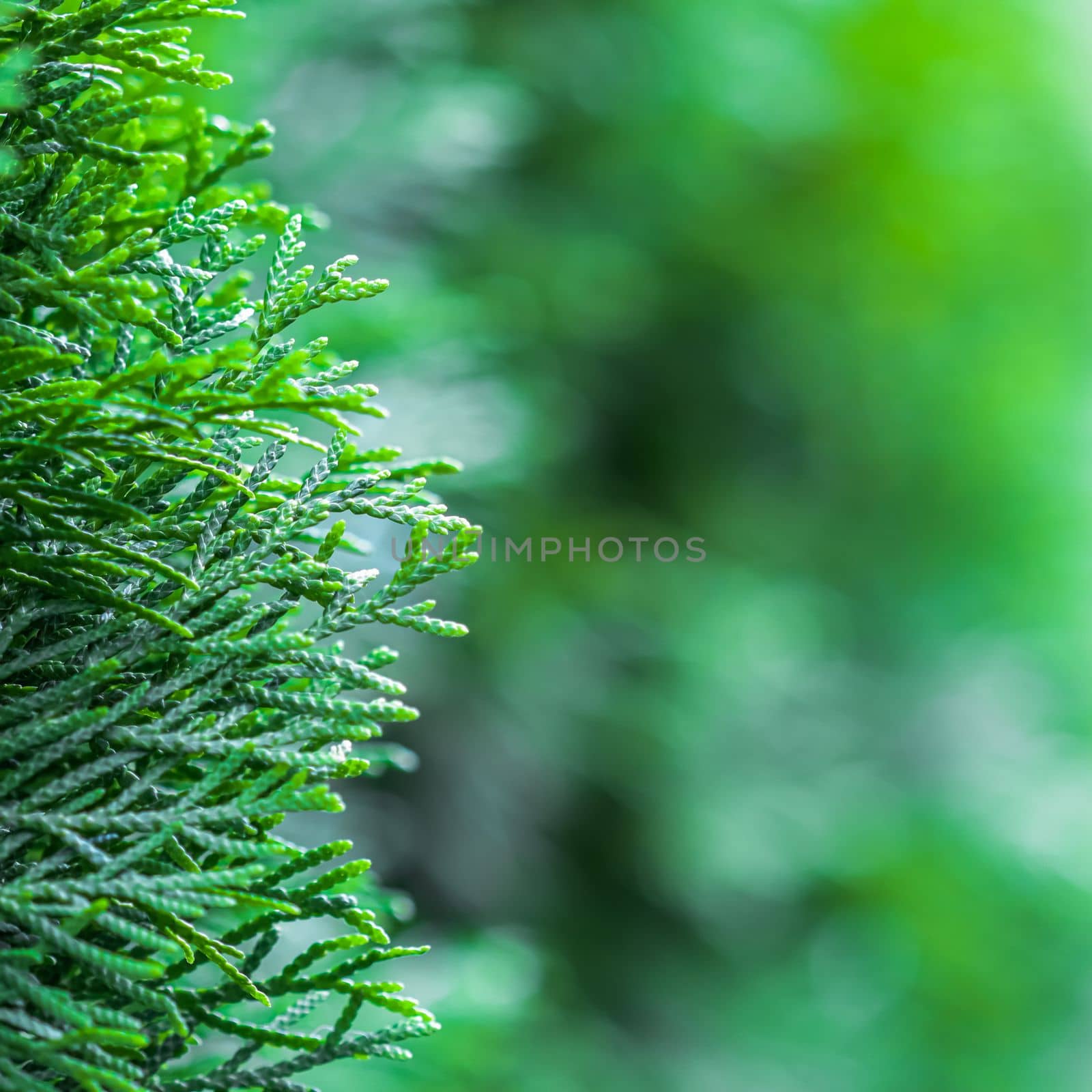 Blurred nature background. Closeup green leaves of evergreen coniferous thuja tree. Extreme bokeh with light reflection. Space for text