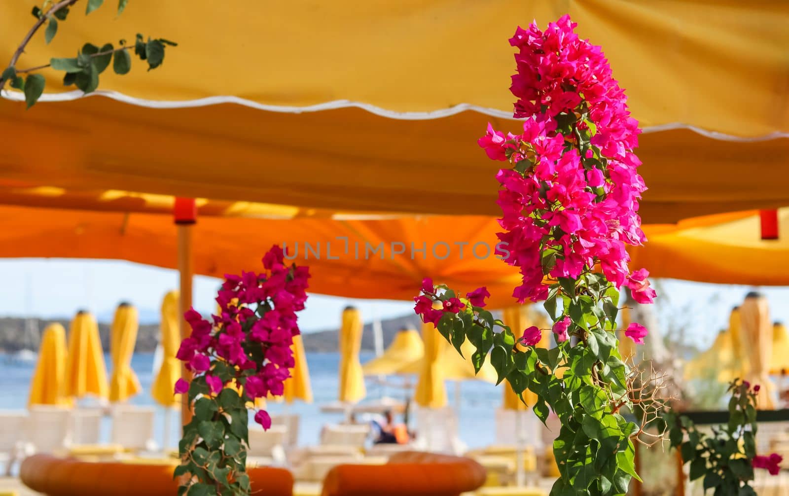 Purple bougainvillea flowers on the beach in summer. Vacation concept