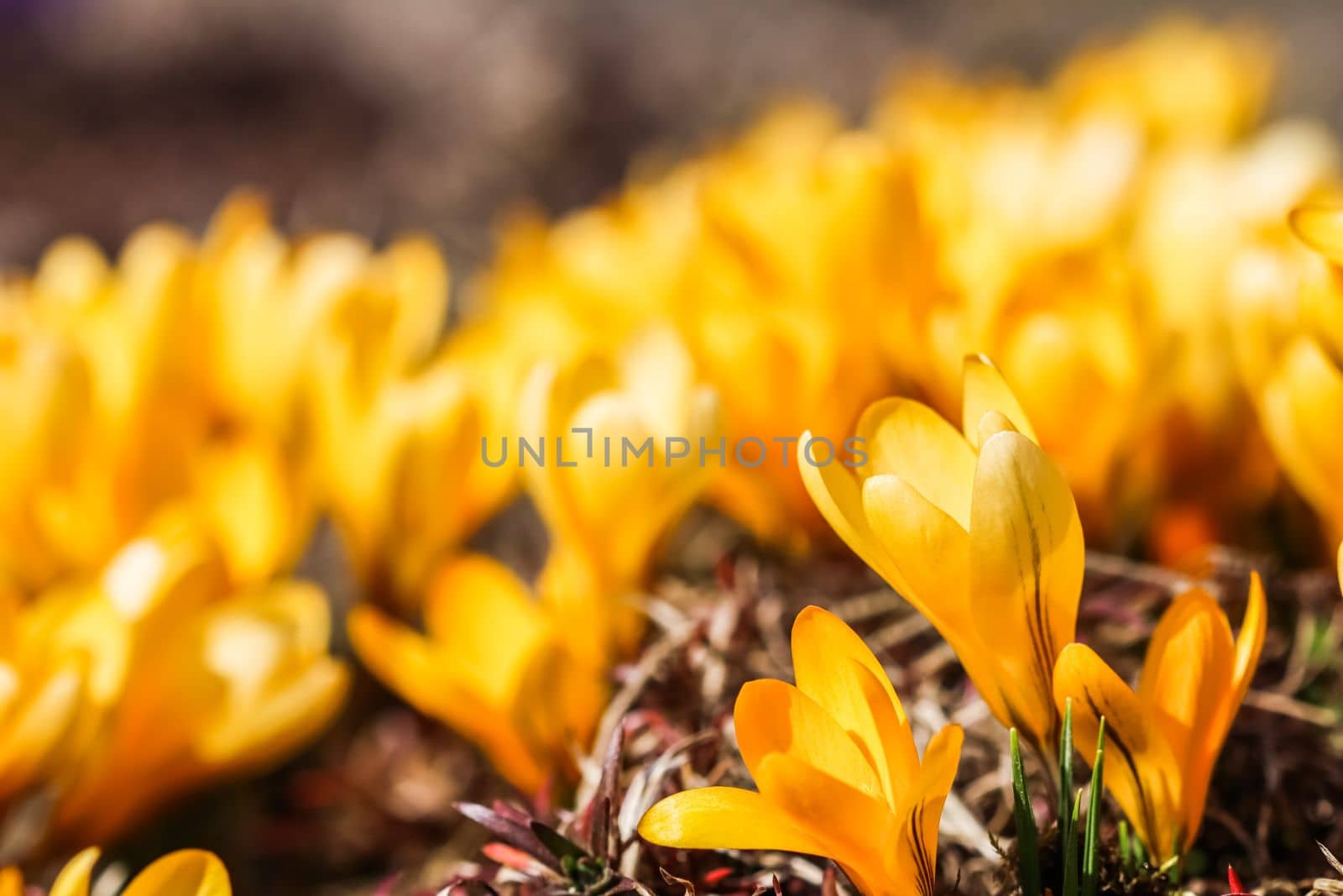 Abstract floral background, yellow crocus flower petals. Macro flowers backdrop for holiday brand design