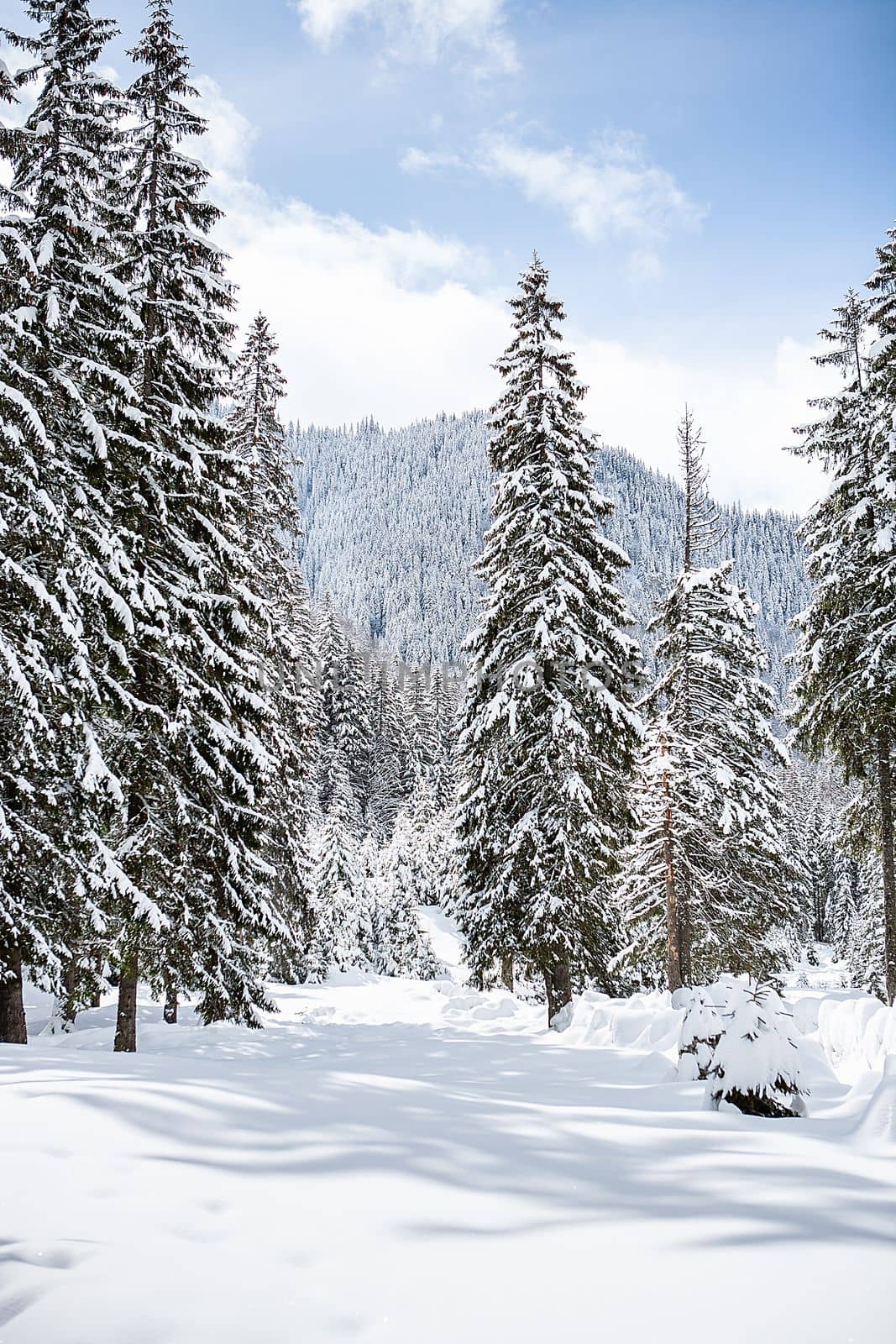 Beautiful winter landscape with trees unde heavy snow. Magical scenery