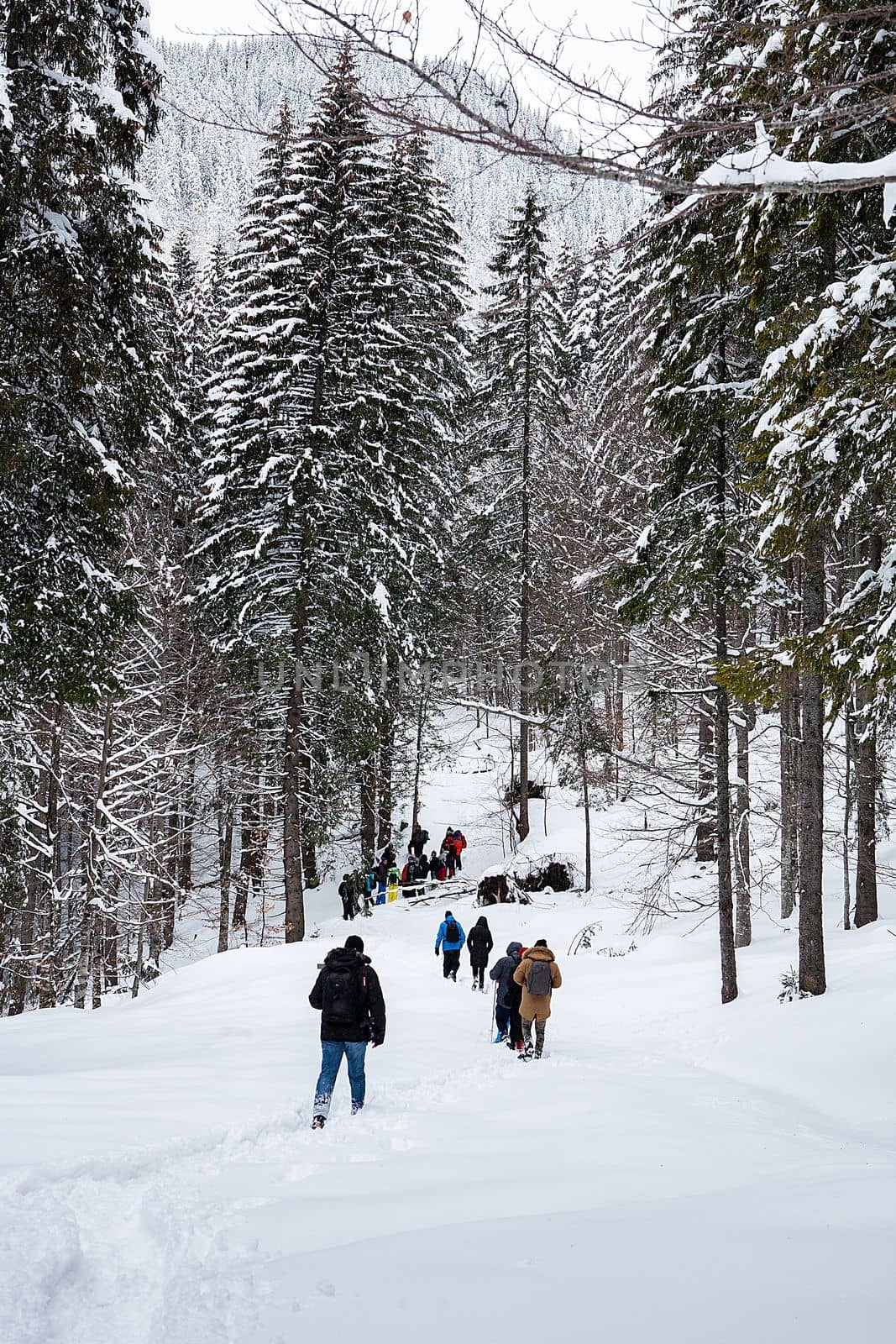 Group of trekkers on snow trail in winter forest. Outdoor adventure.