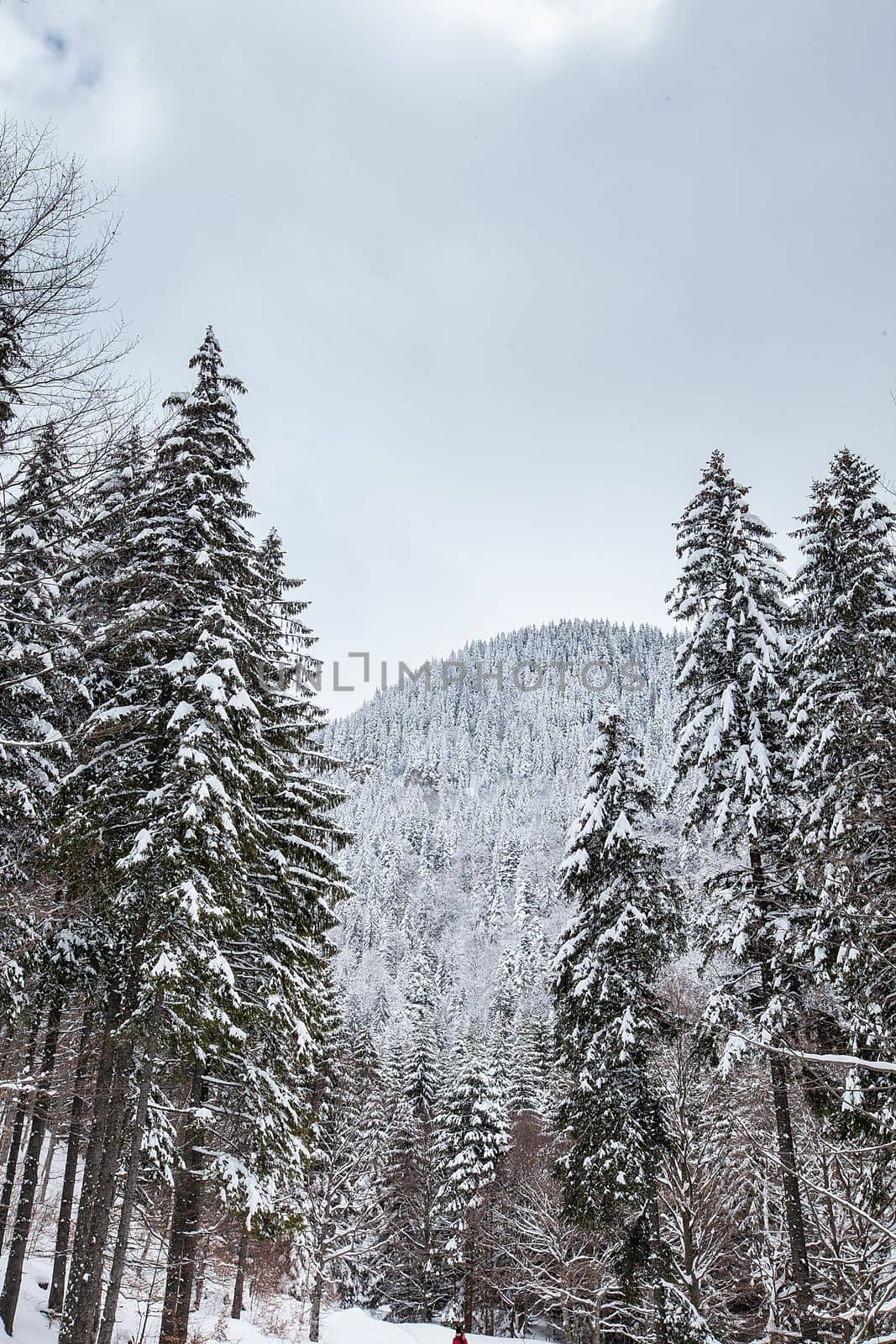 Magnificent and silent beautiful winter landscape covered with snow by DCStudio