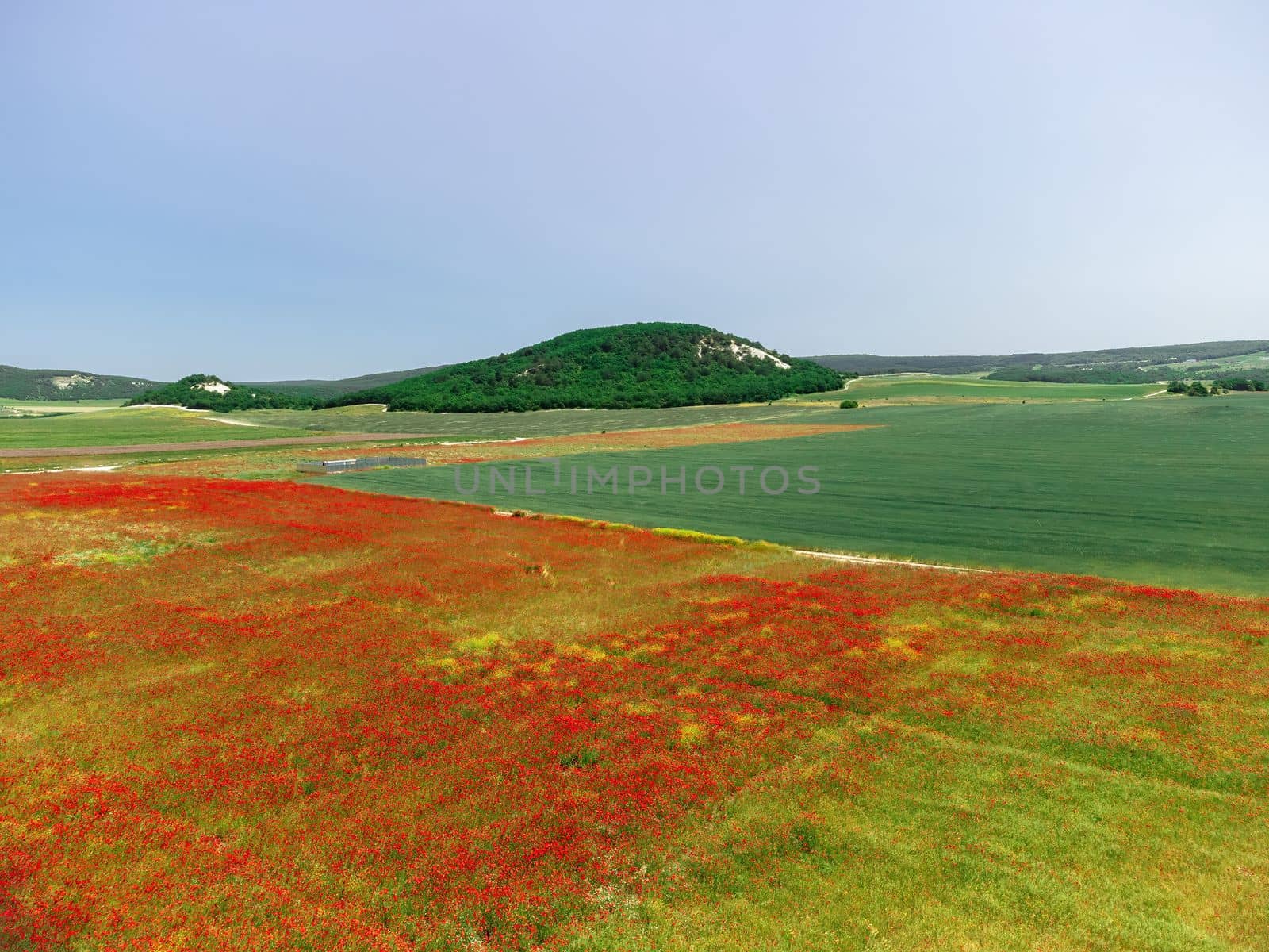 Large Field with red poppies and green grass at sunset. Beautiful field scarlet poppies flowers with selective focus. Red poppies in soft light. Glade of red poppies. Soft focus blur. Papaver sp