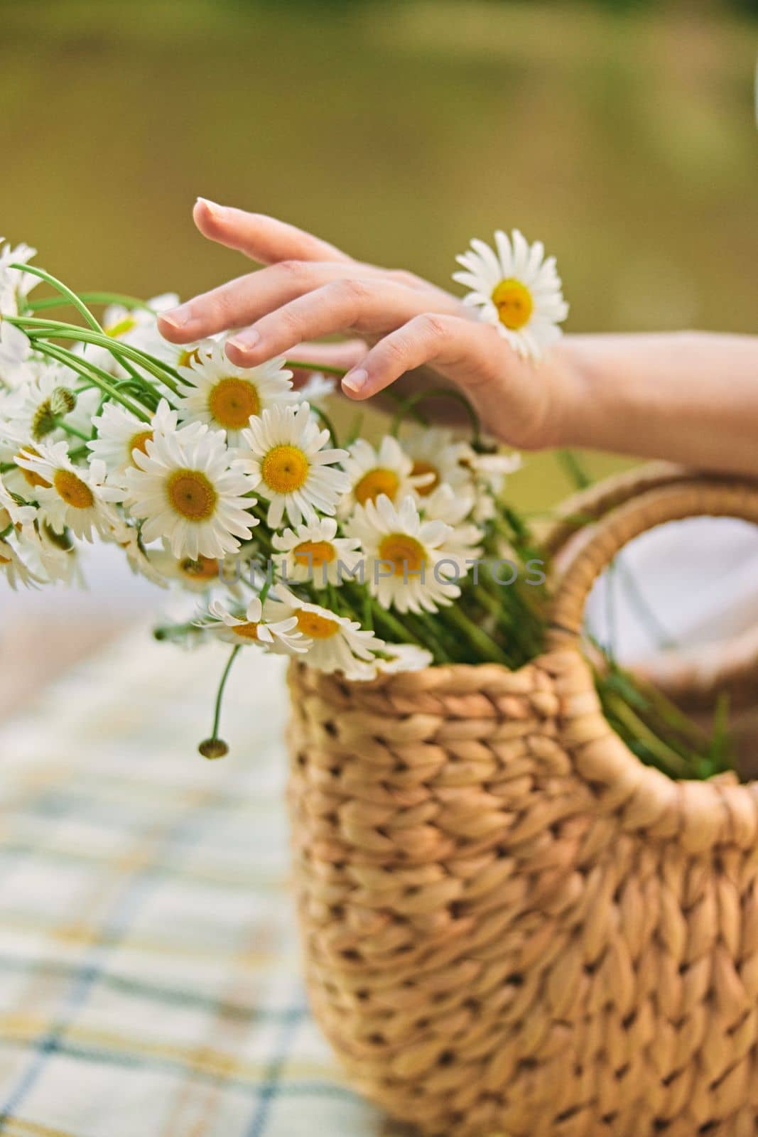 close up photo of a woman's hands with a wicker bag full of chamomile flowers. High quality photo