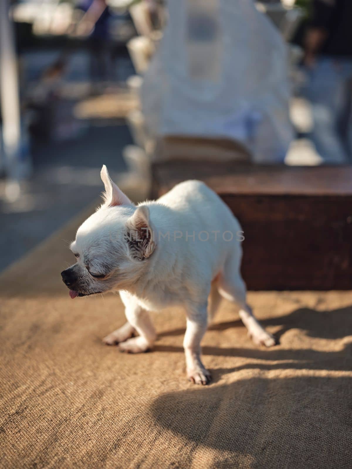 Closeup portrait of Lonely Chihuahua Dog .