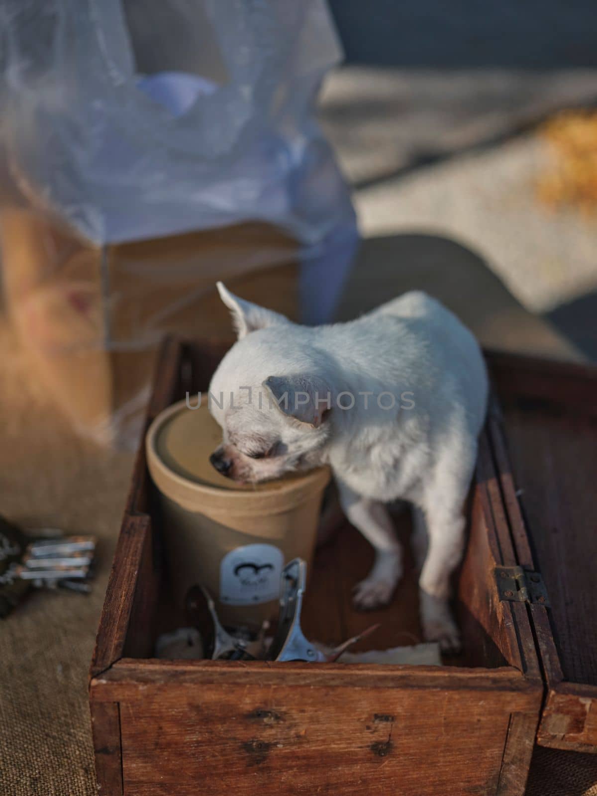 Lonely Chihuahua Dogs in wood Box . 