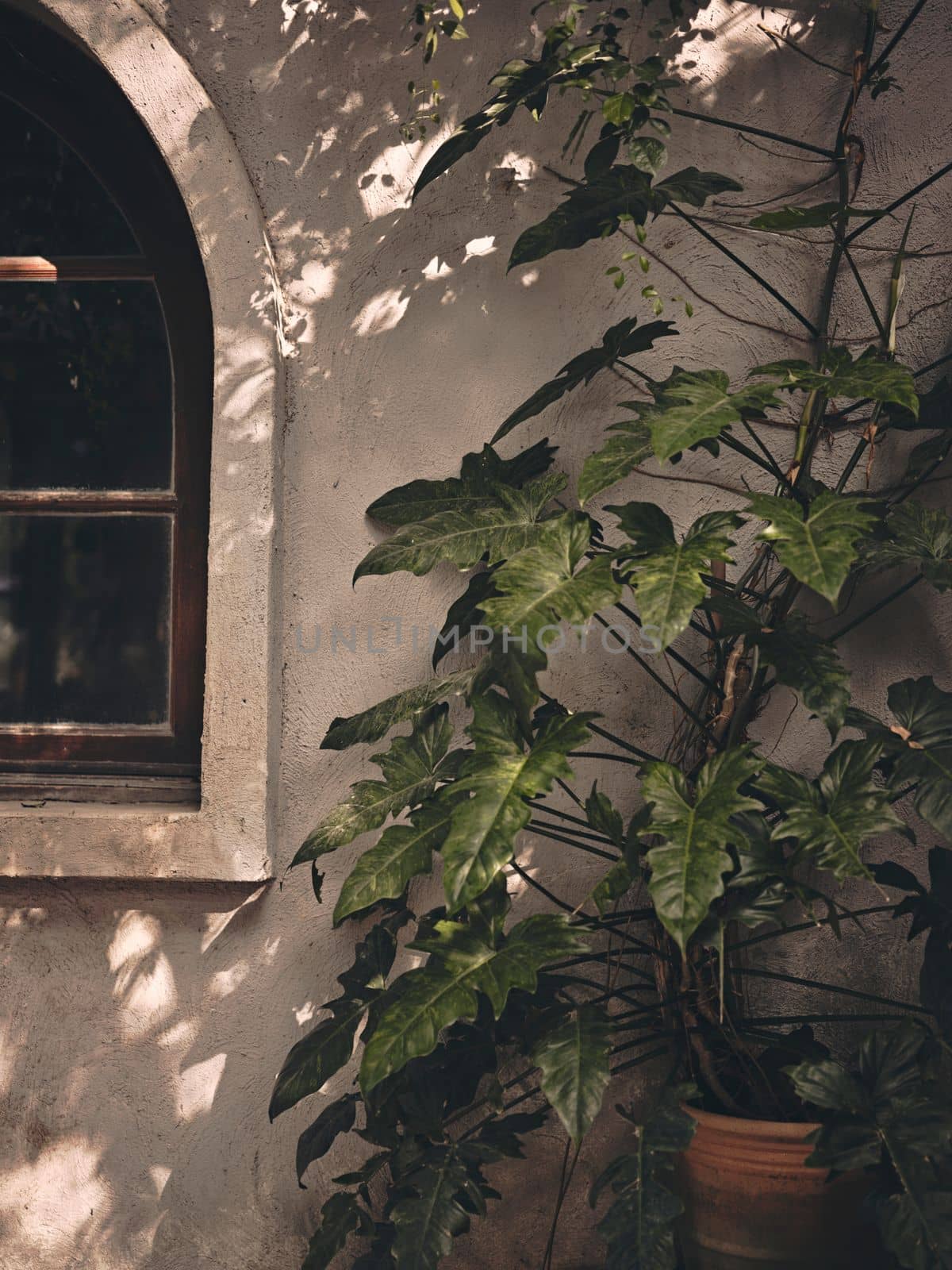 Plant growth on old cement wall with copy space for text 