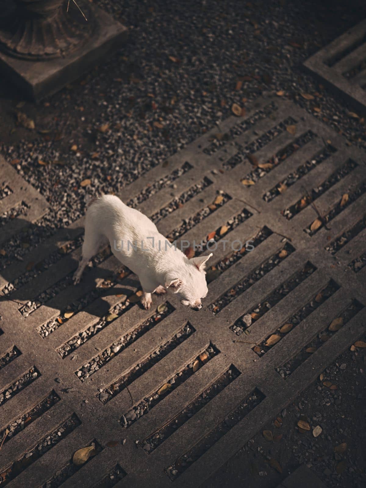 Chihuahua dog on the cement floor. copy space for text 