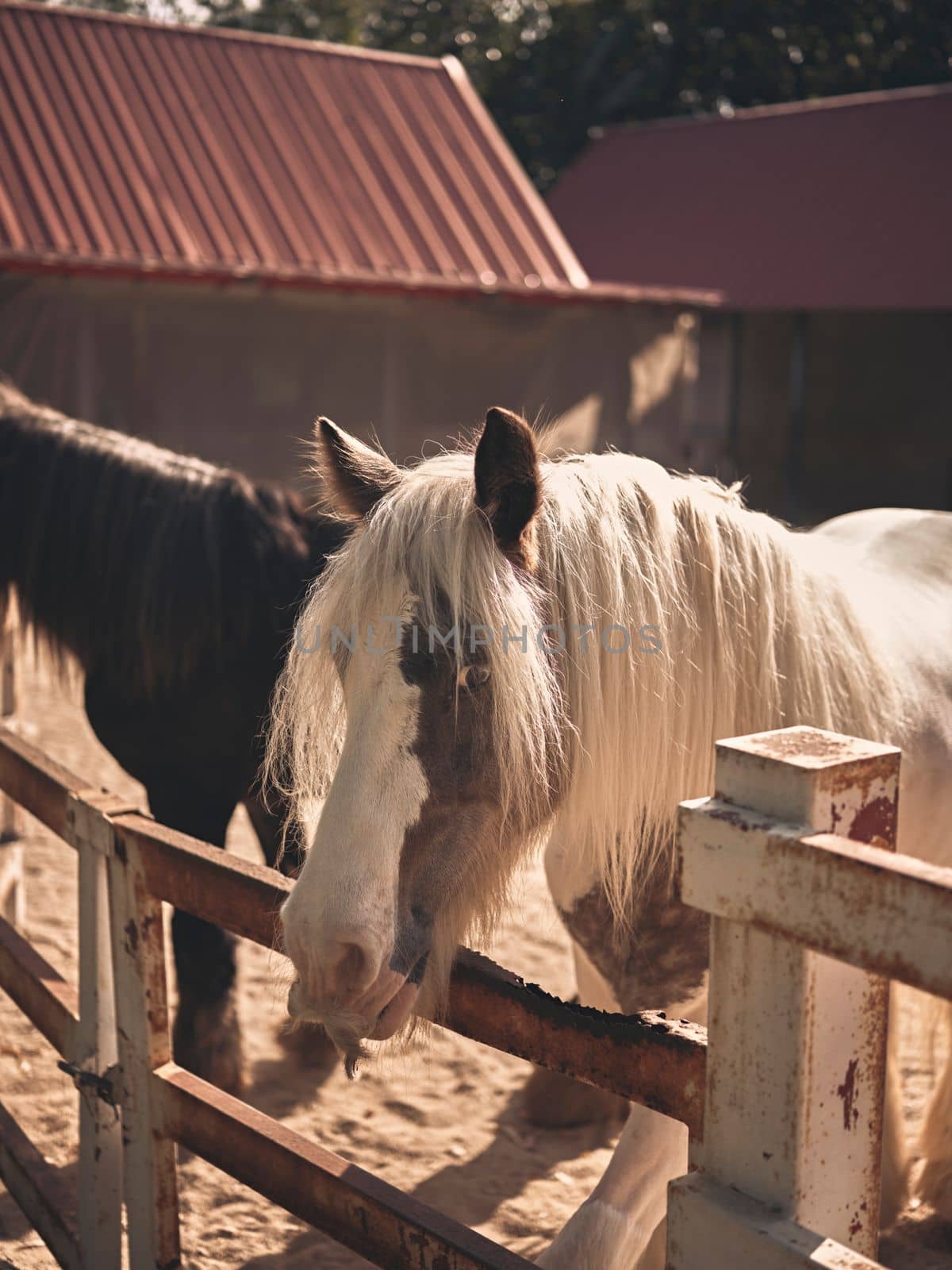 Sunrise  in the farm with beautiful horses .  by Hepjam