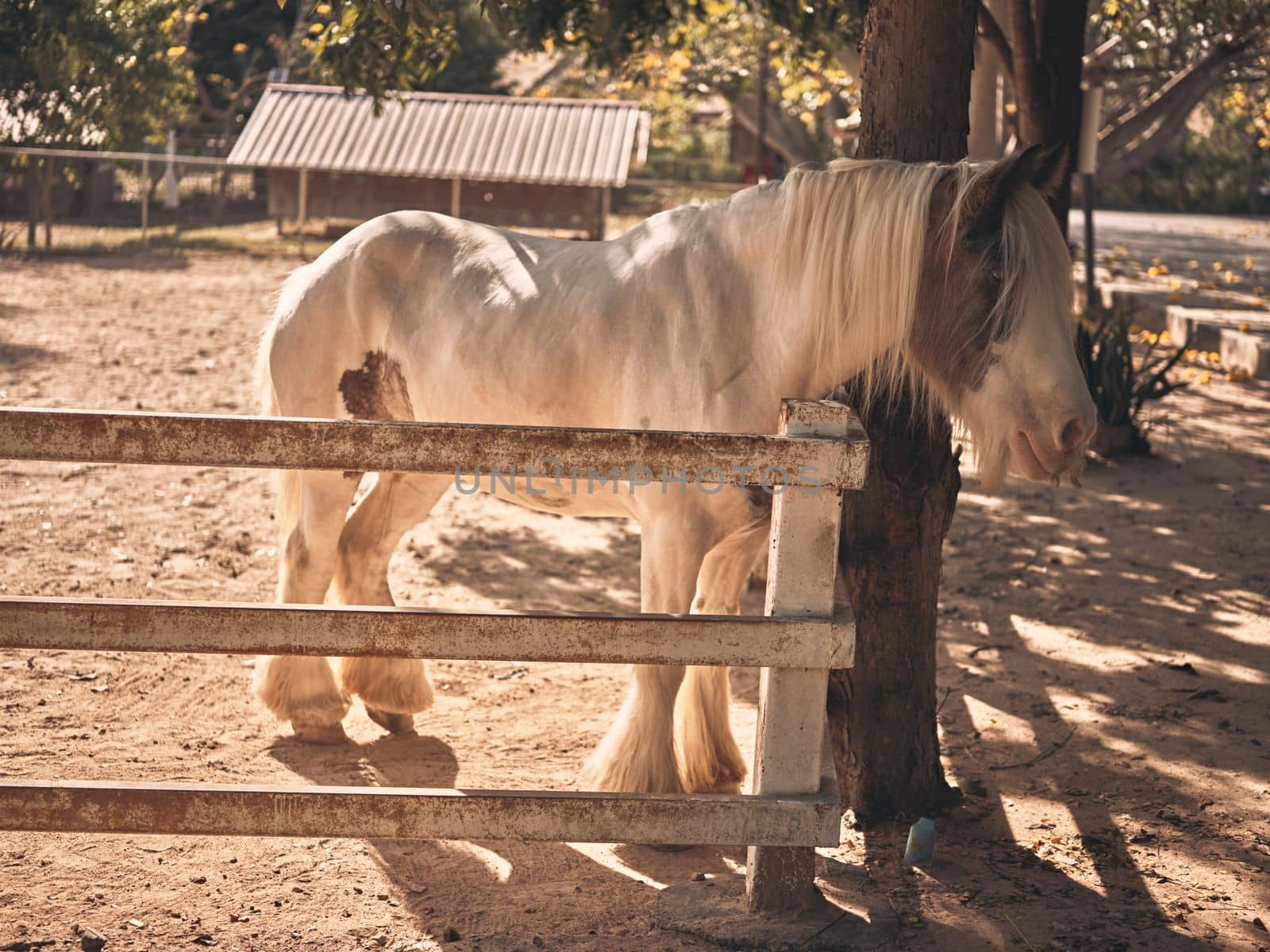  Sunrise  in the farm with beautiful horses .  copy space for text 