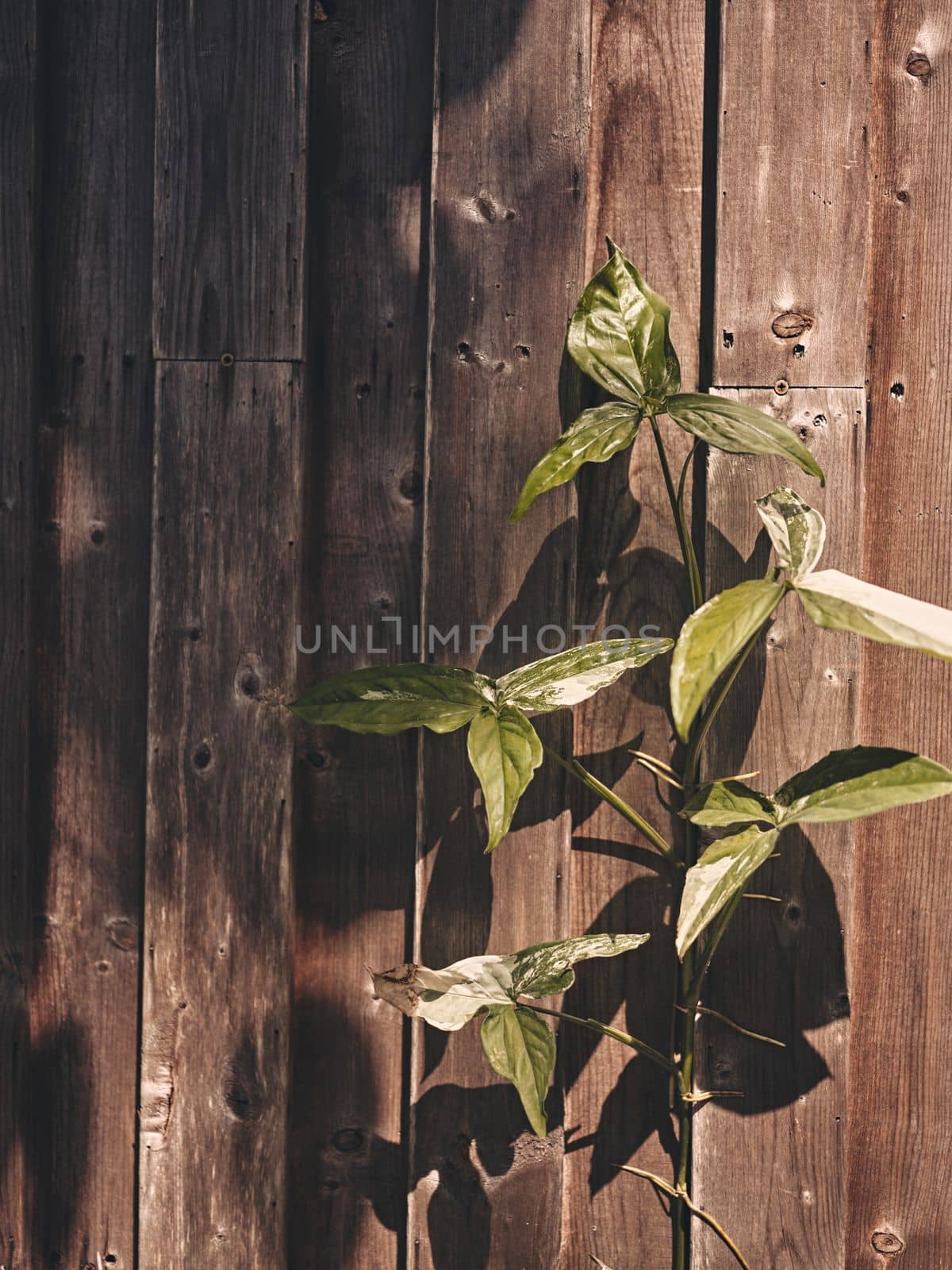 Plant growth on old wood wall with copy space for text  by Hepjam