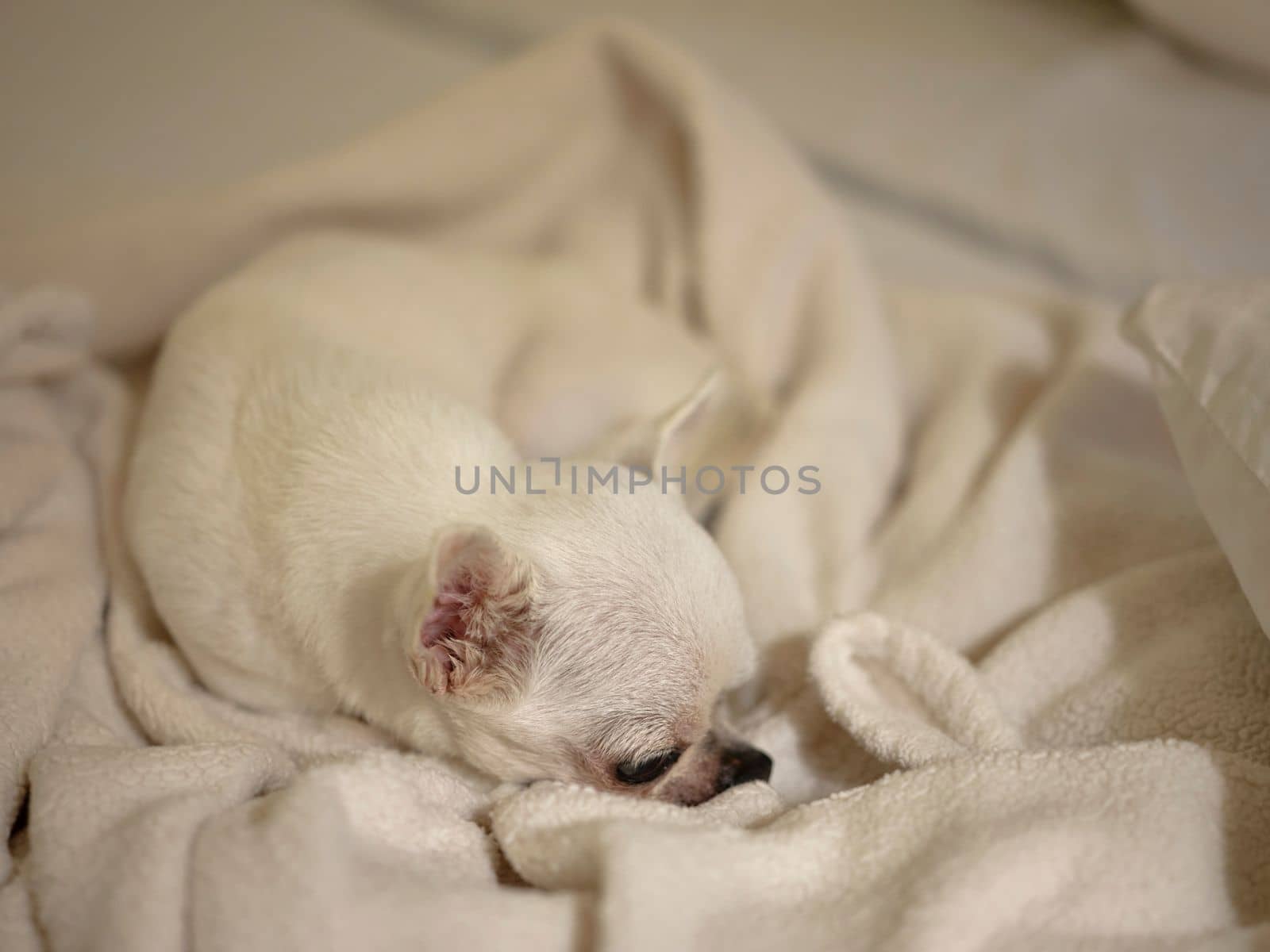 A cute chihuahua under blanket in bed dreaming sweet dreams . by Hepjam