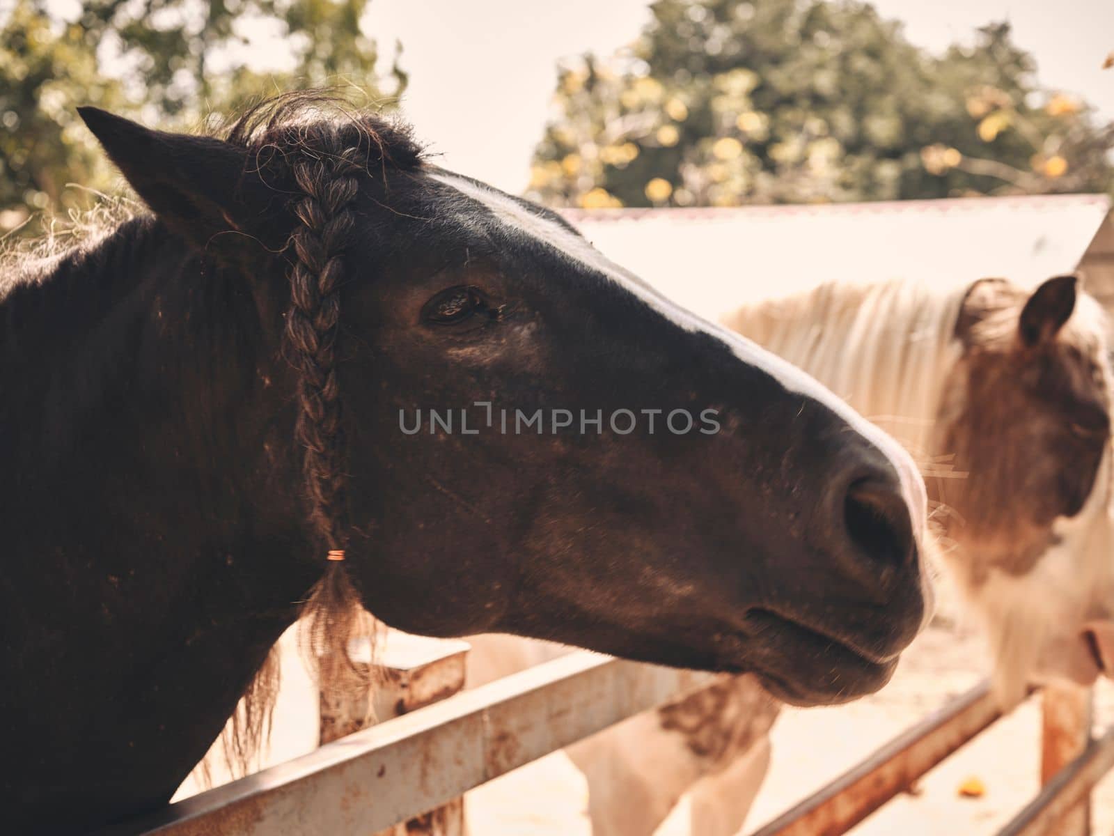 Sunrise  in the farm with beautiful horses .  copy space for text 