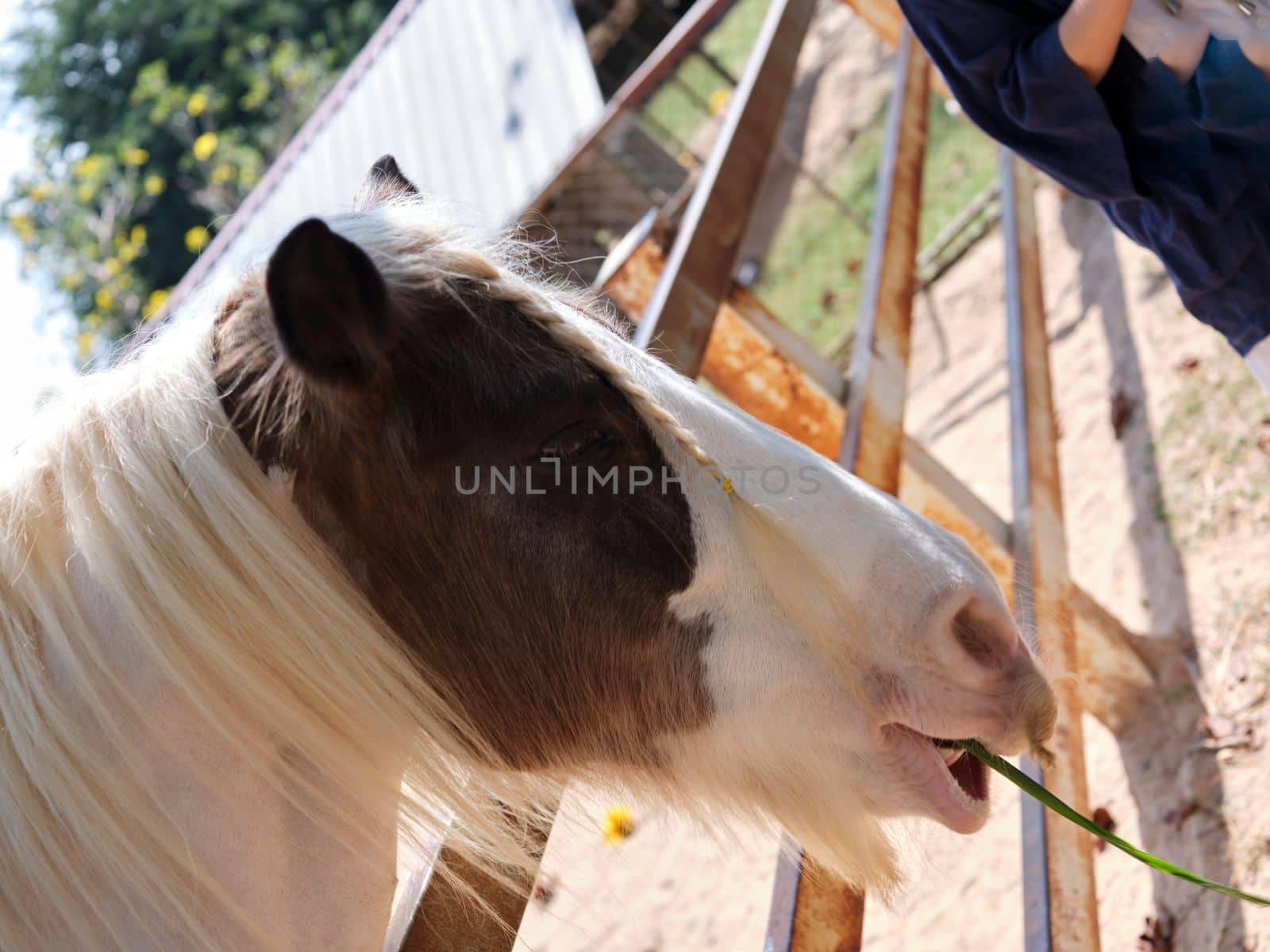 Sunrise  in the farm with beautiful horses .  copy space for text 