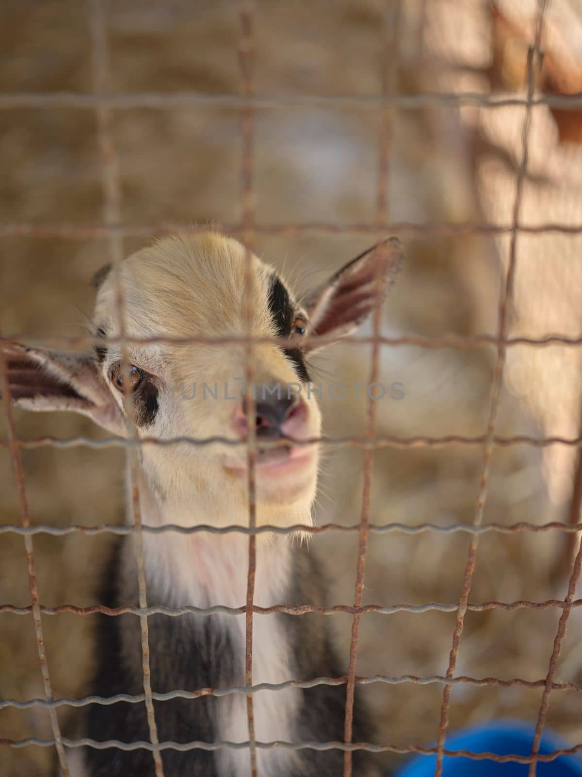 Goat in a cage on a small farm .
