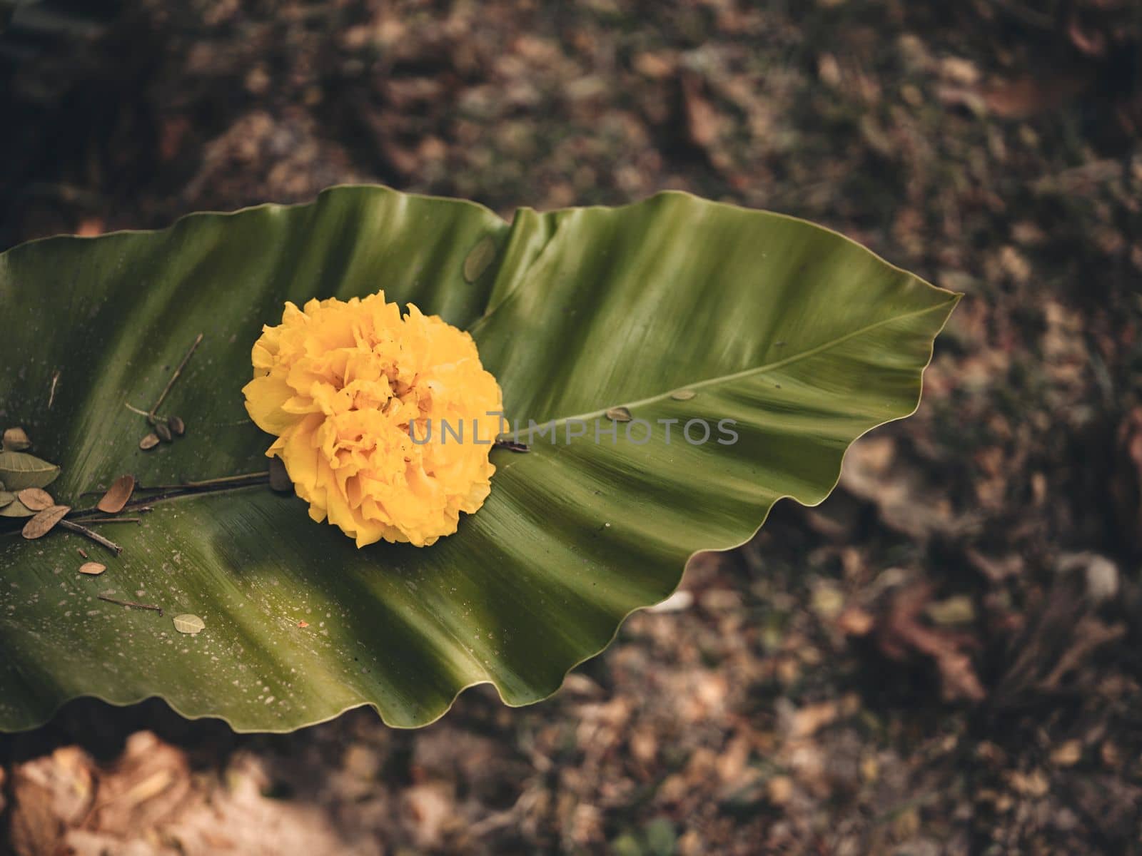 exotic yewllow flower, tropical foliage nature dark green background . 