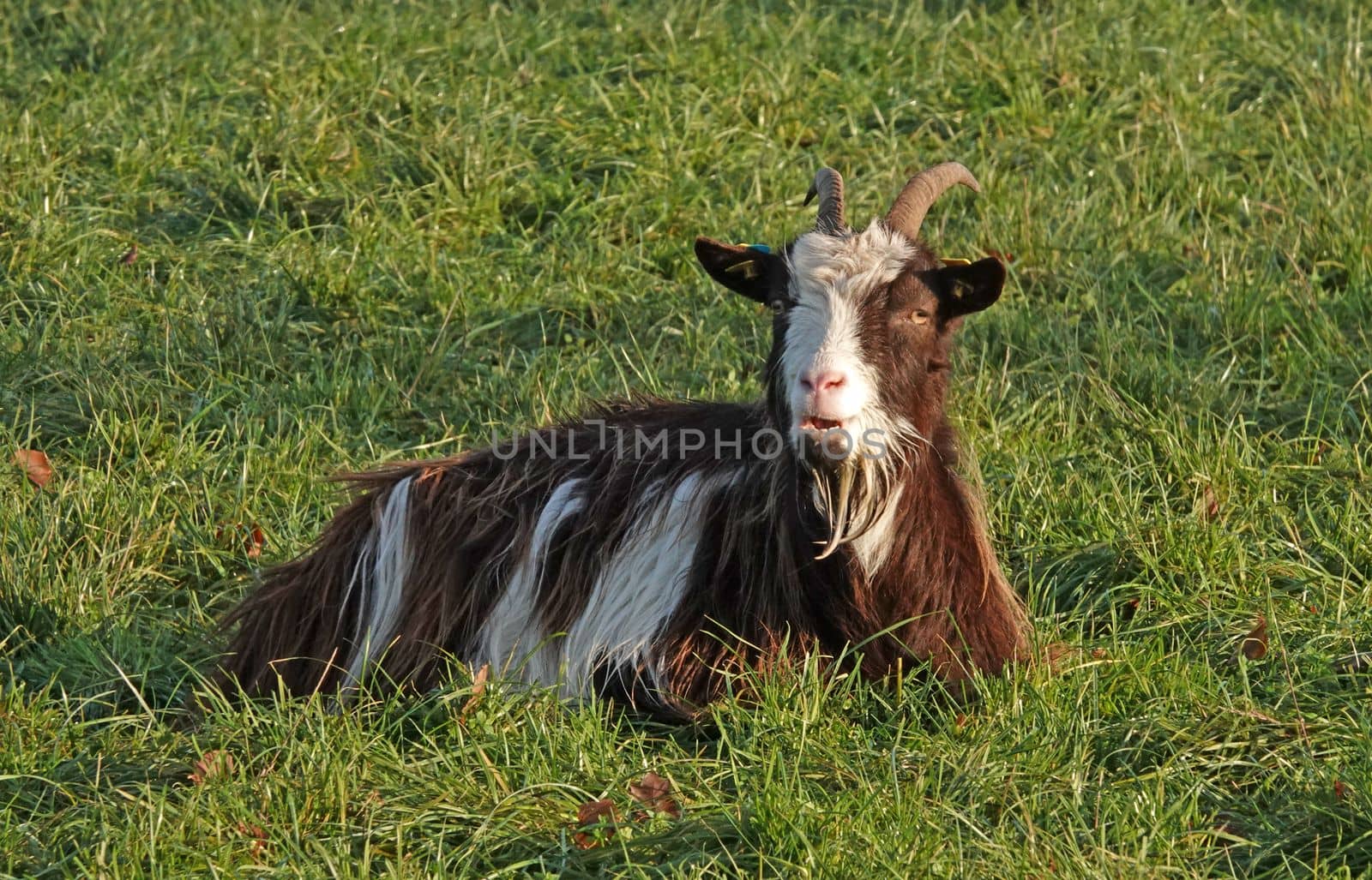 Female Dutch Landrace Goat lies in the grass. She is bleating. This is an old Dutch breed with horns and goatee.